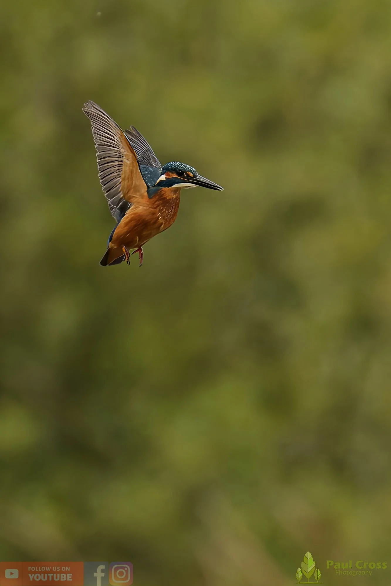 Kingfisher-00563.jpg