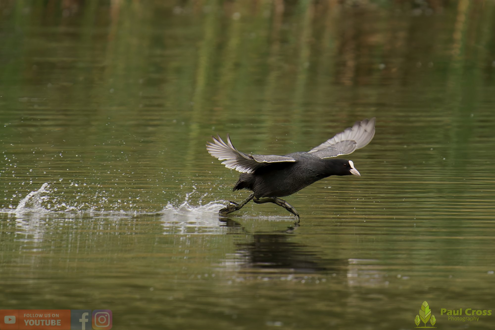 Coot-00526.jpg