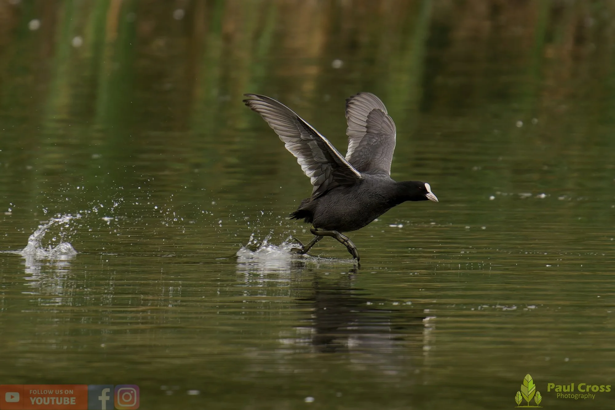 Coot-00522.jpg