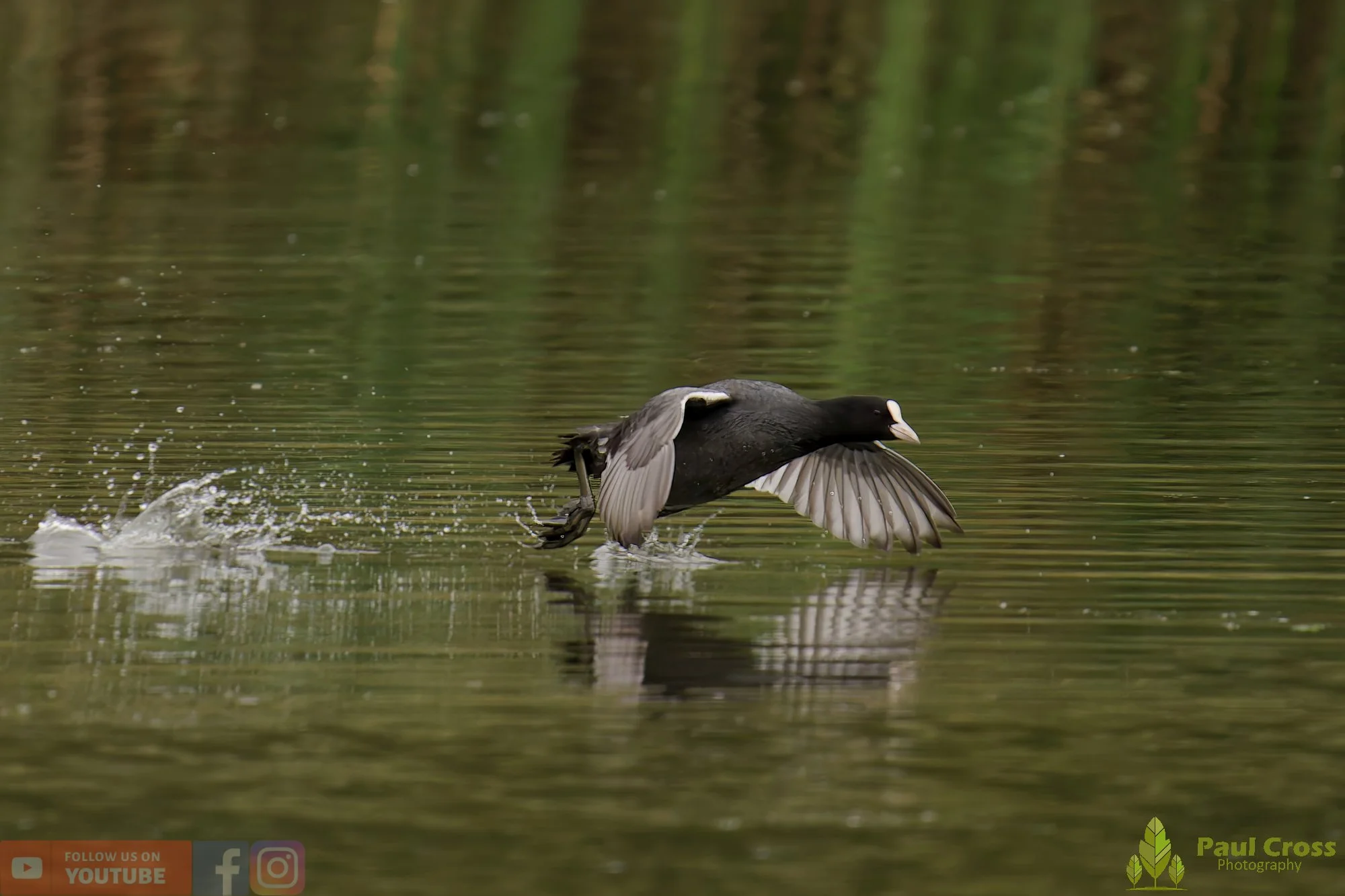Coot-00527.jpg