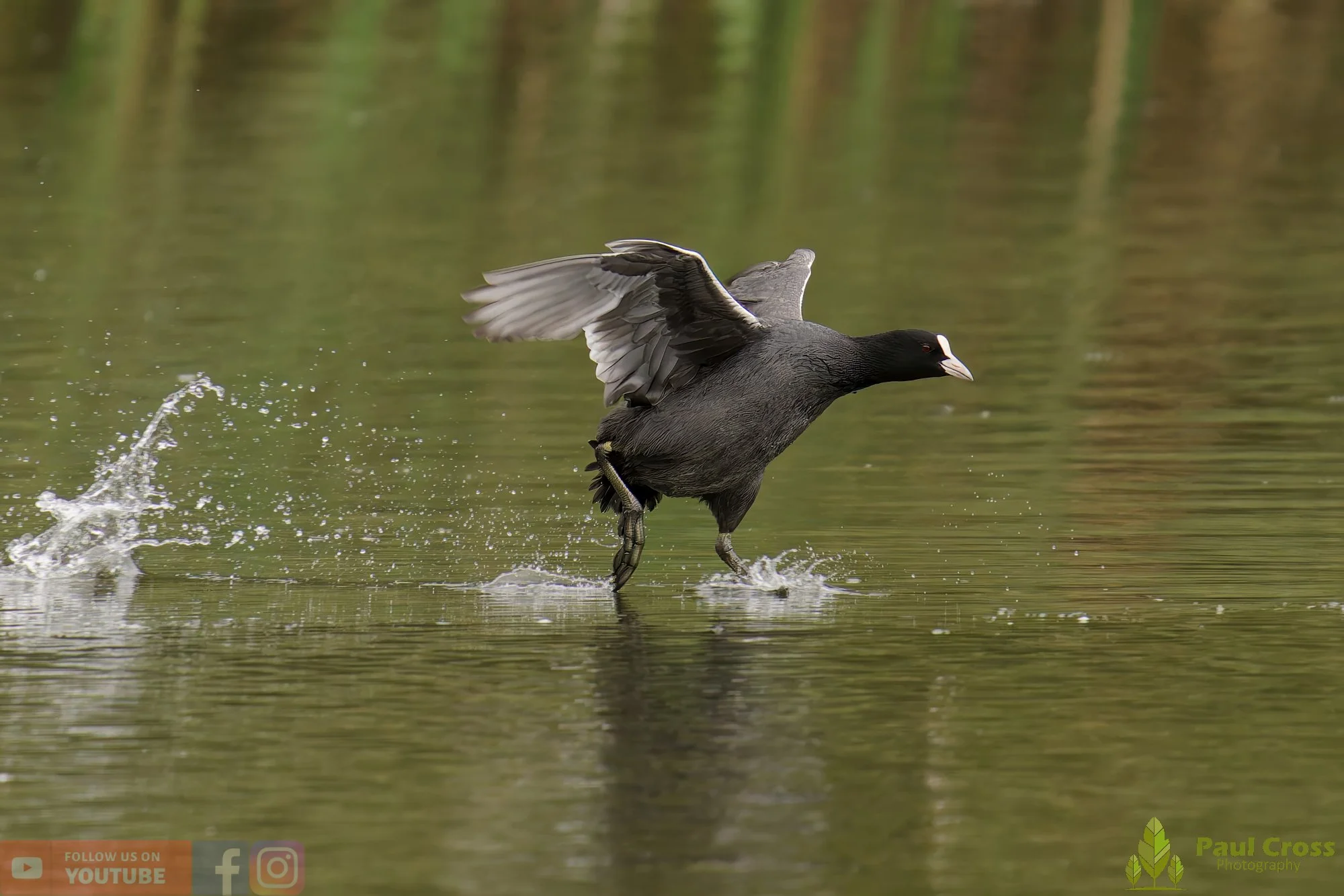 Coot-00536.jpg