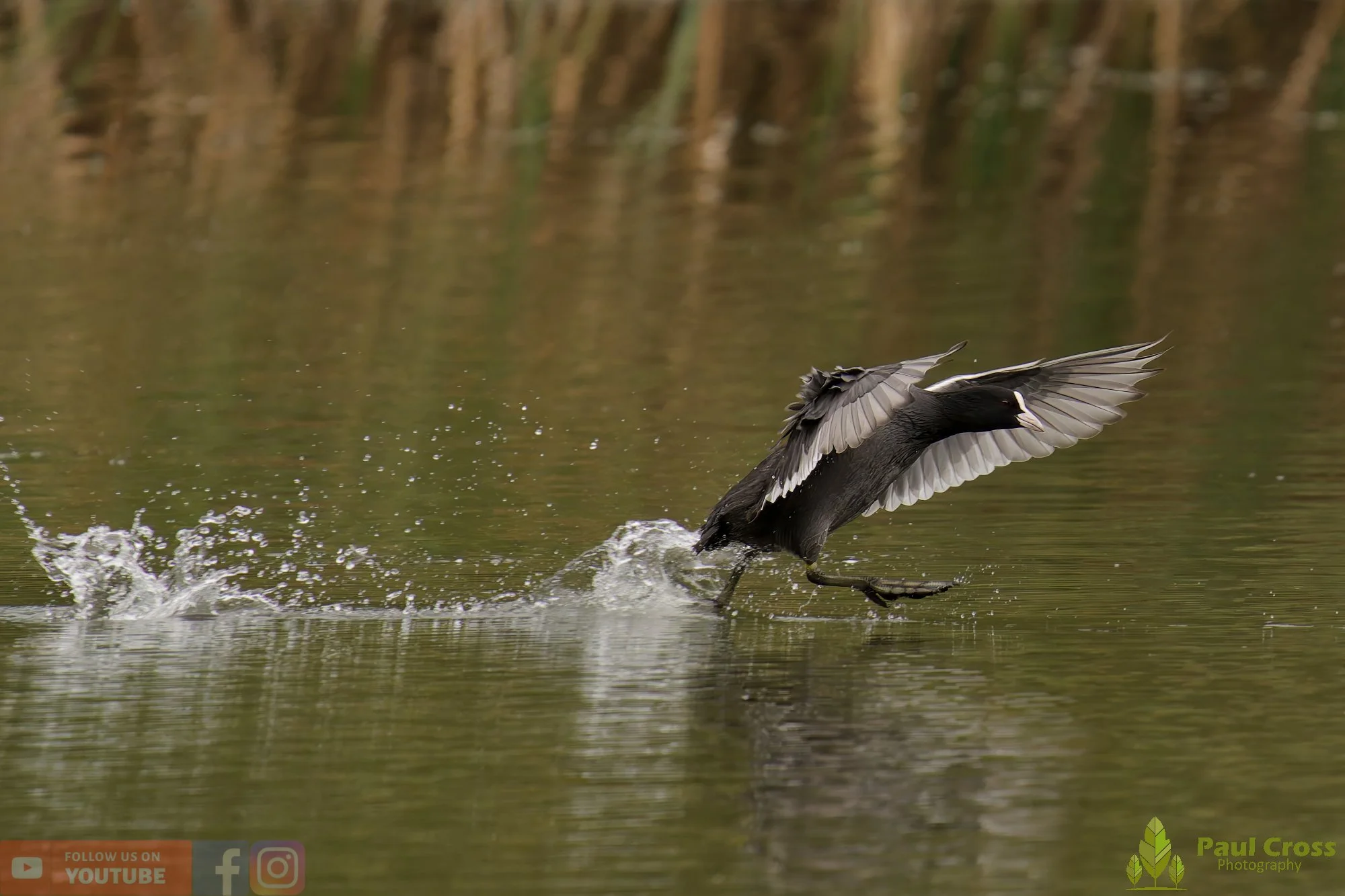 Coot-00540.jpg