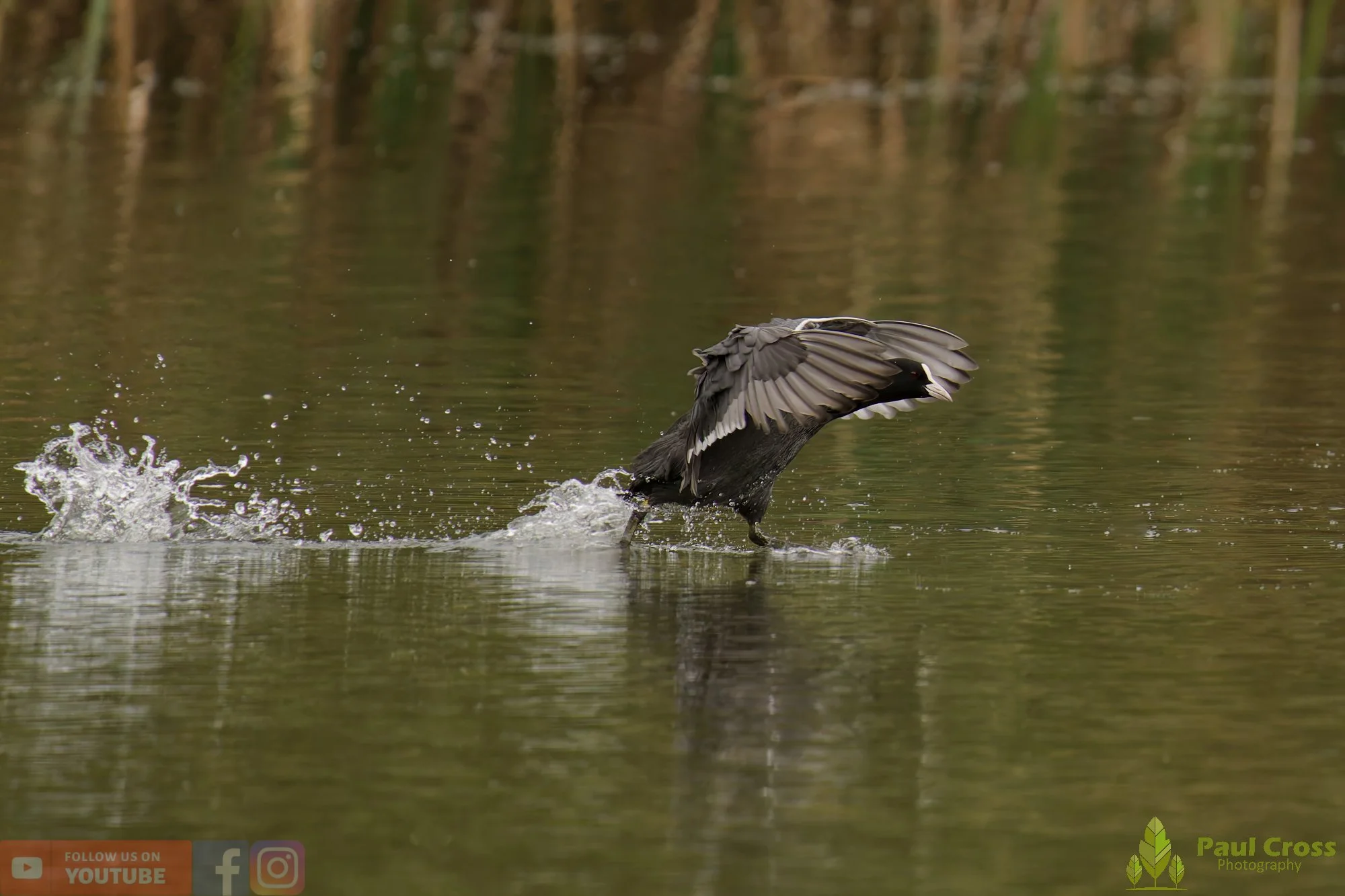 Coot-00541.jpg