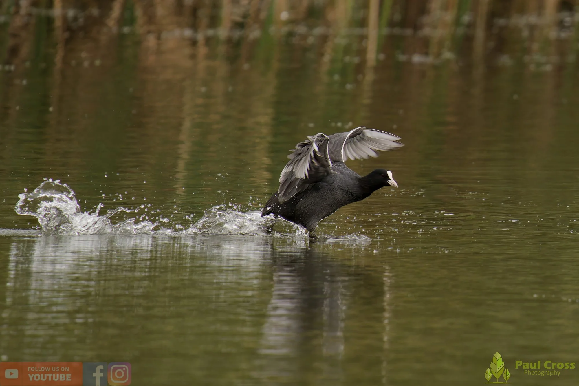 Coot-00542.jpg