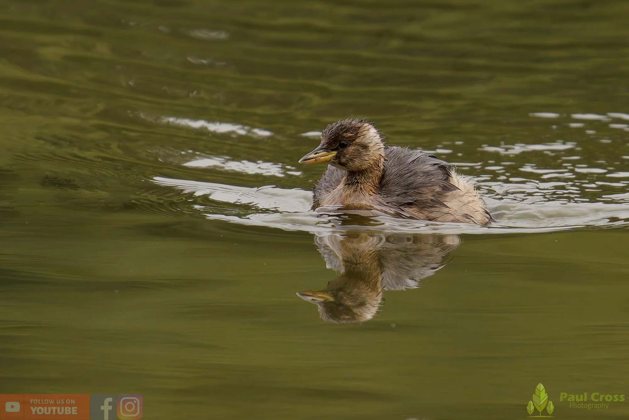 Little Grebe-00291.jpg