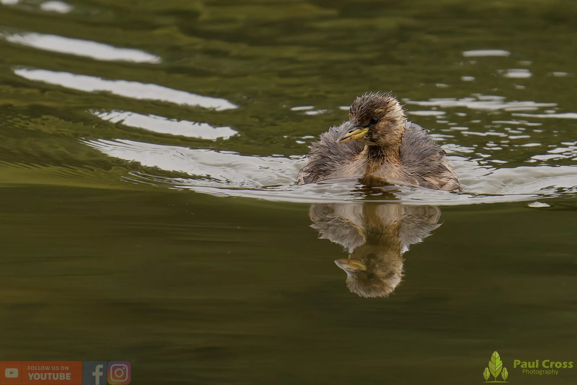 Little Grebe-00292.jpg