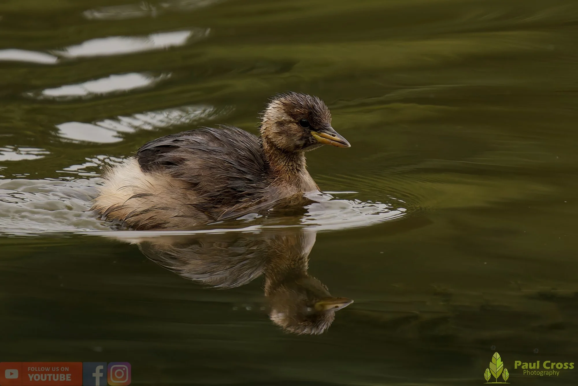 Little Grebe-00293.jpg