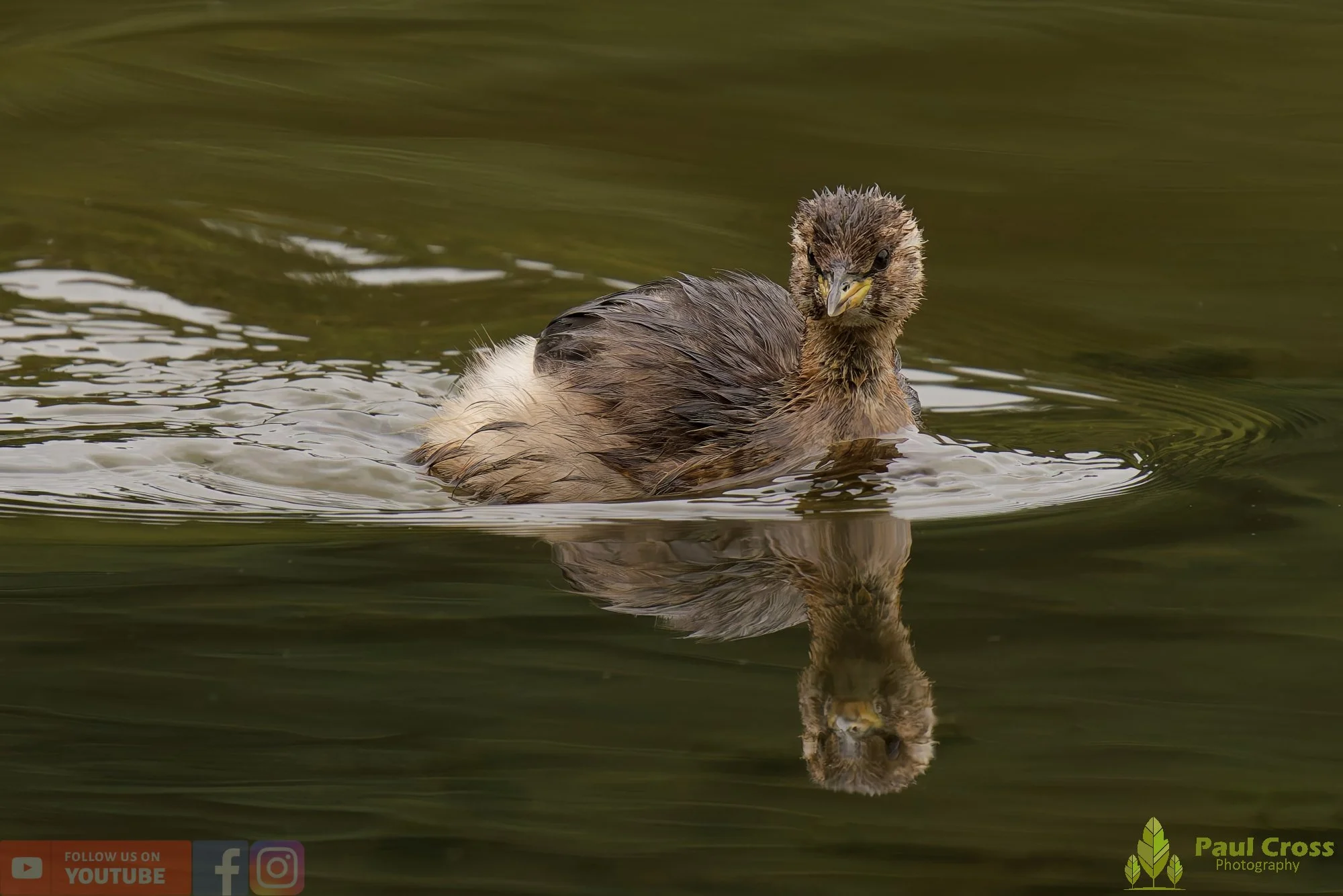 Little Grebe-00295.jpg