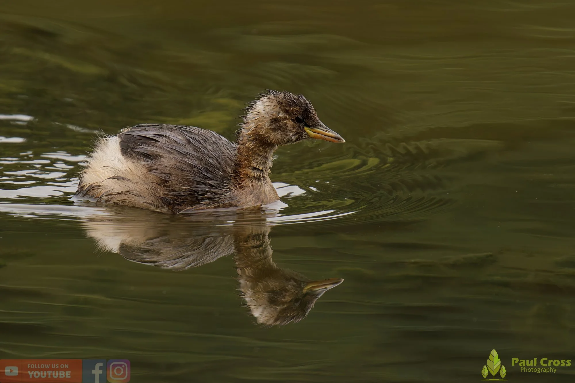 Little Grebe-00296.jpg