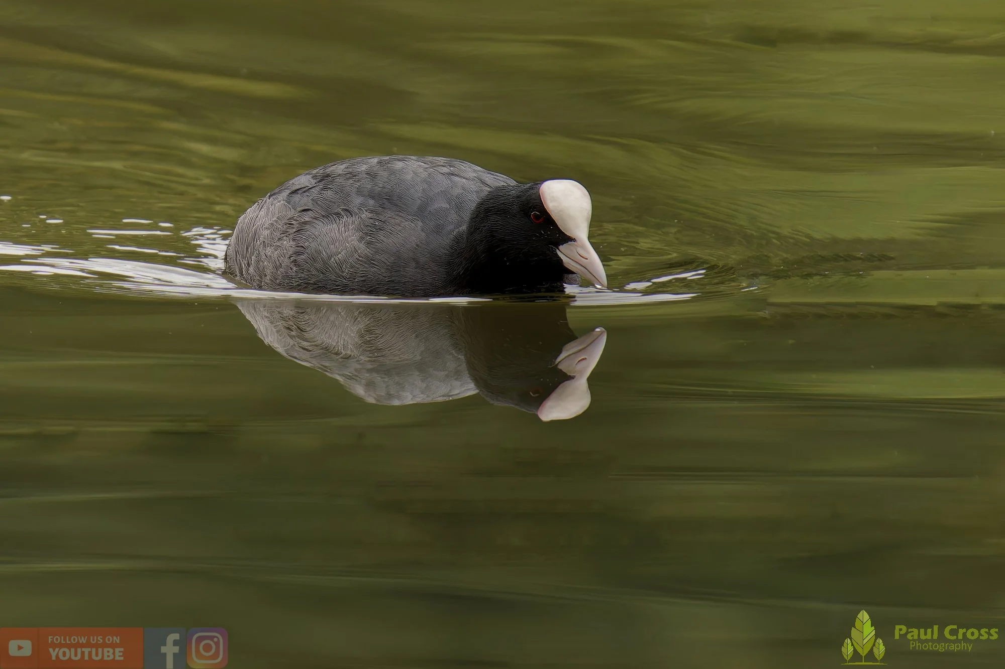 Coot-00519.jpg
