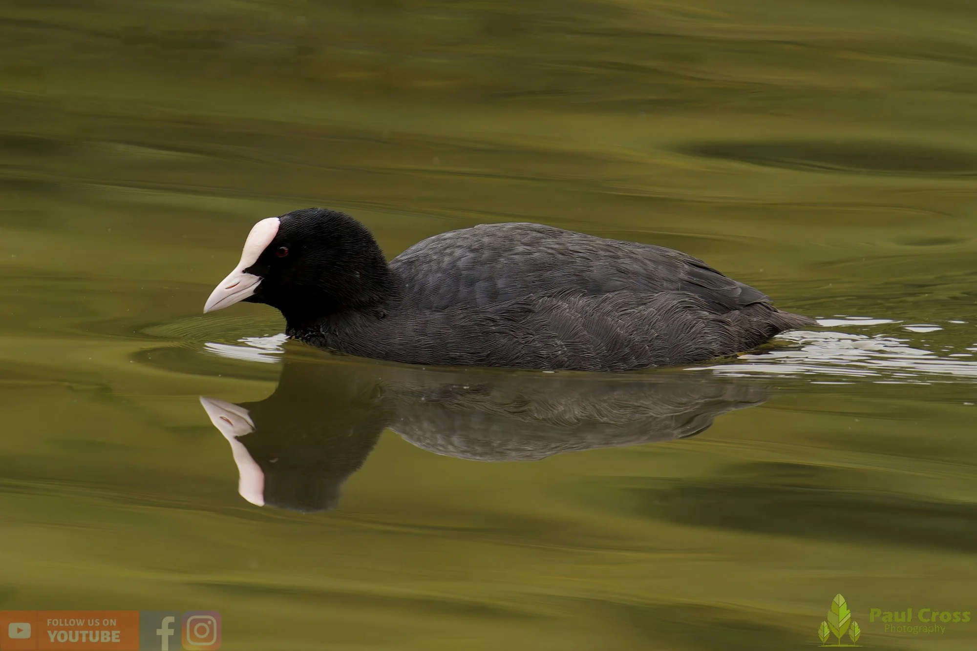Coot-00520.jpg