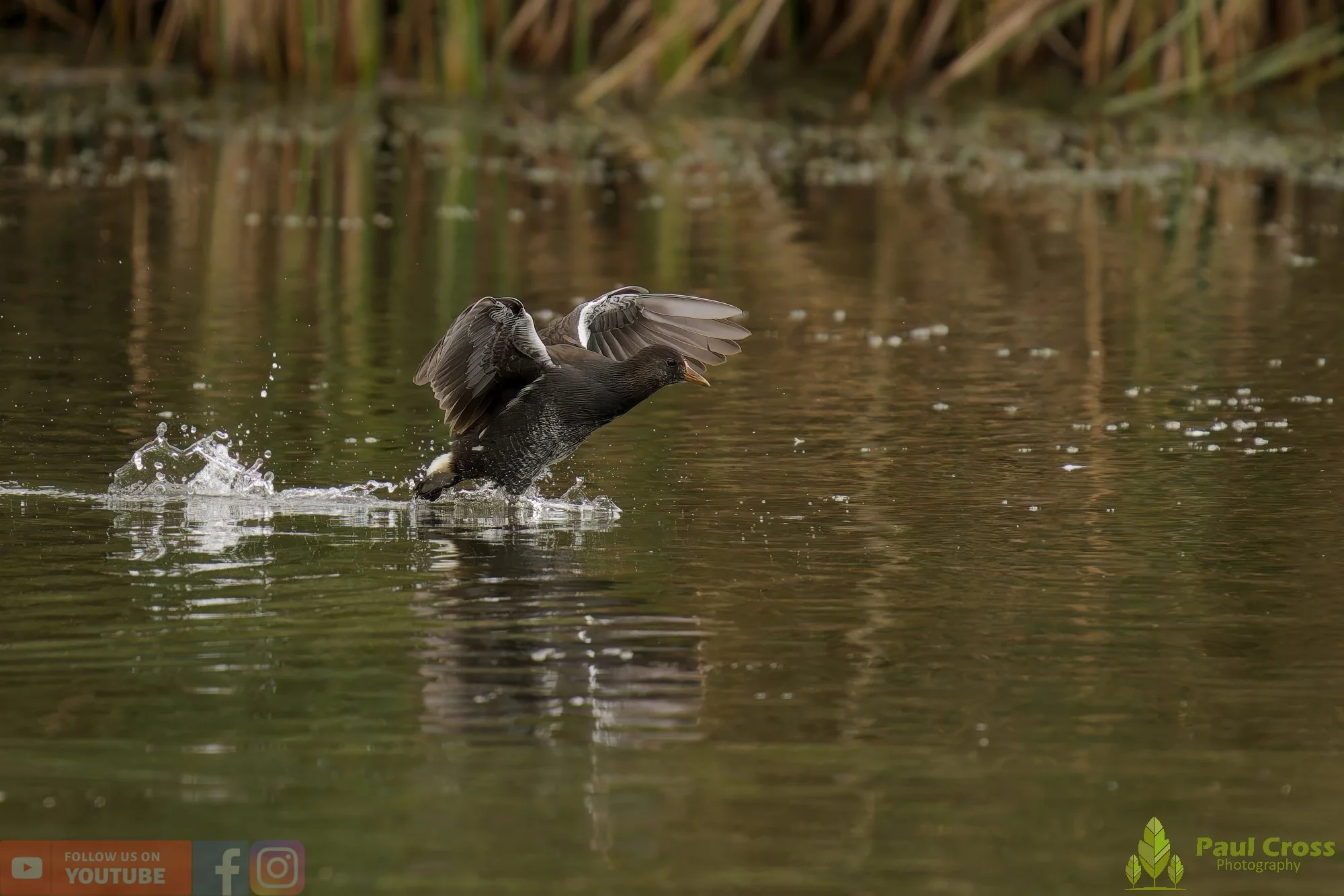 Coot-00521.jpg