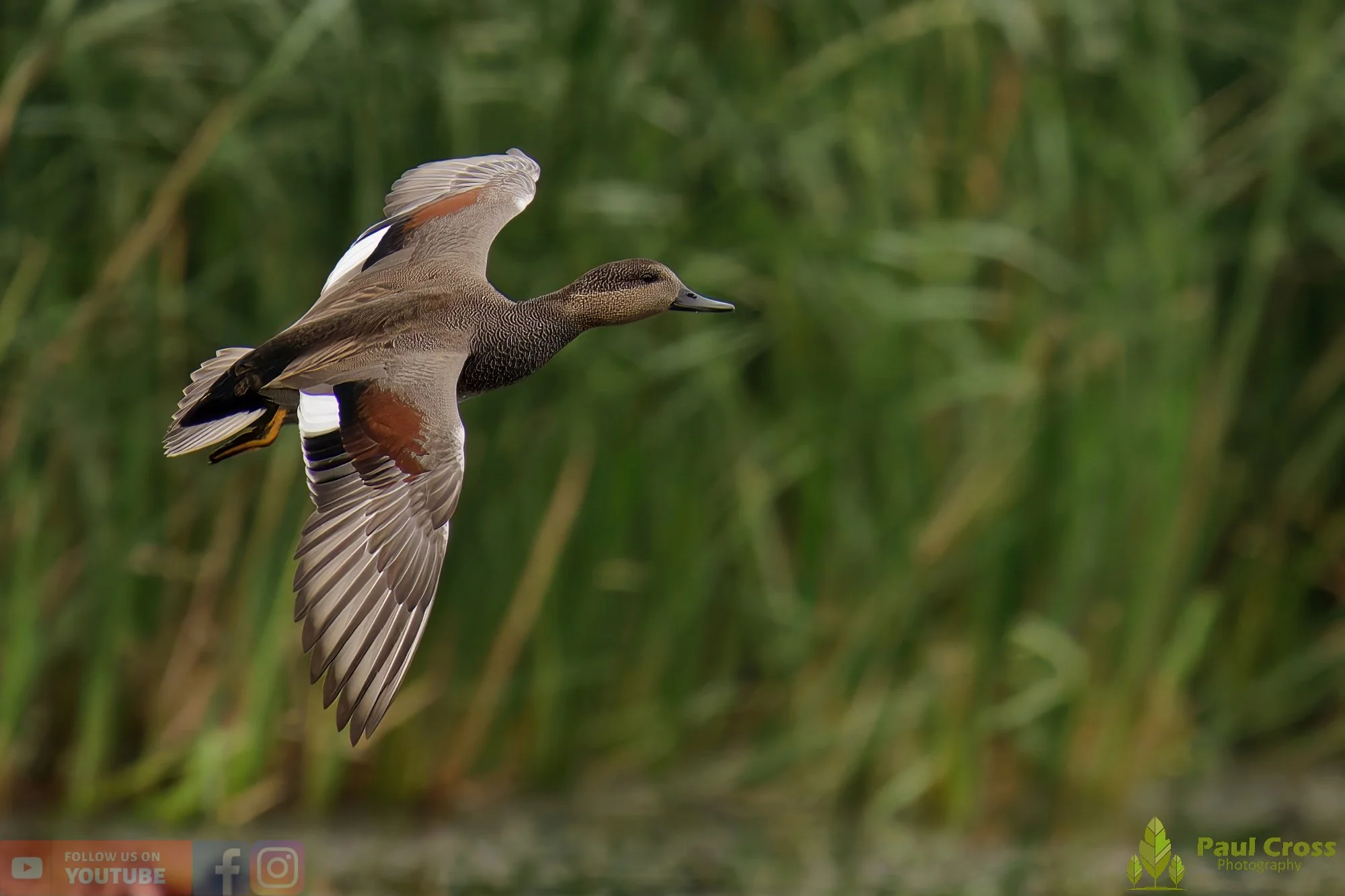 Gadwall-00261.jpg