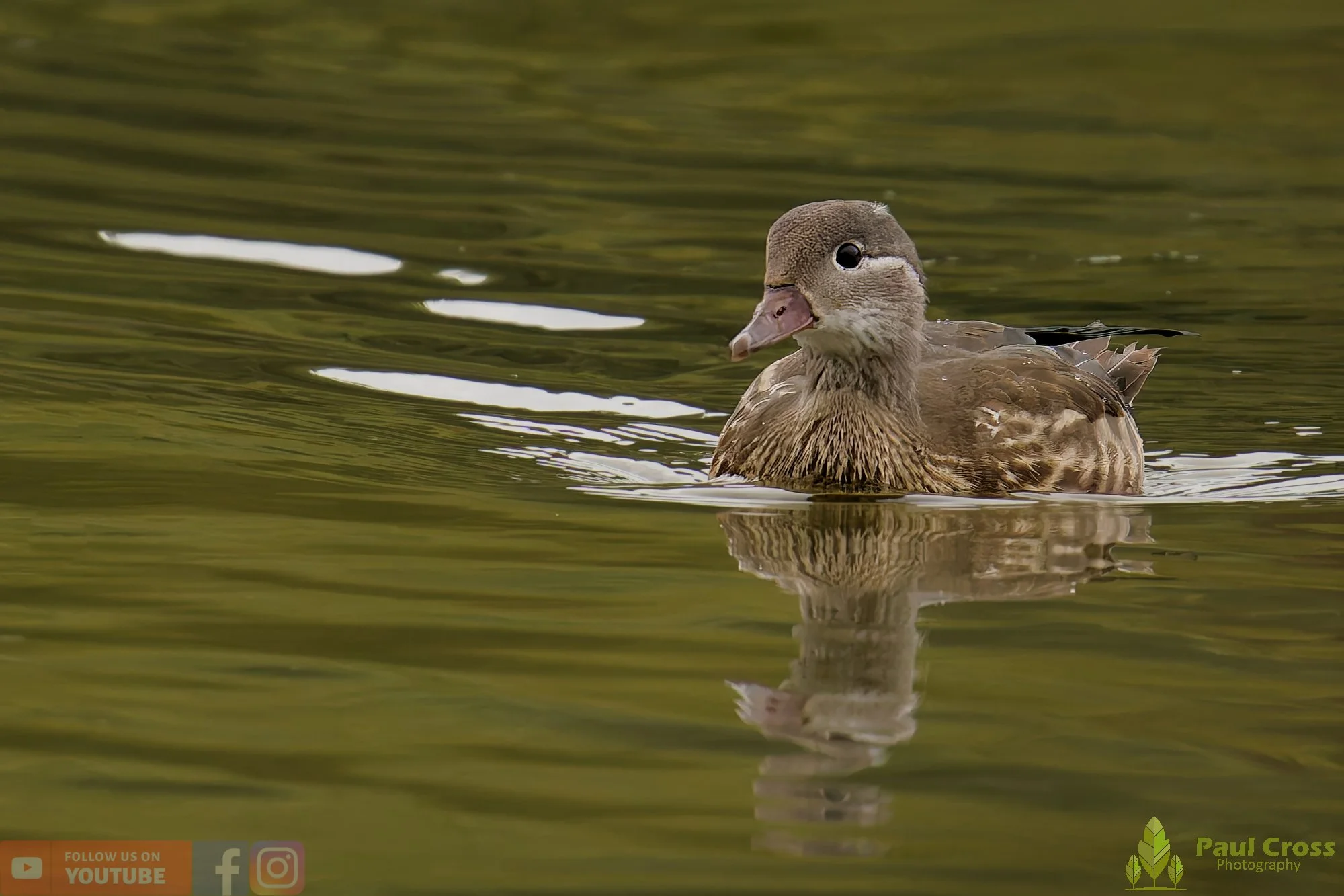 Mandarin Duck-00094.jpg