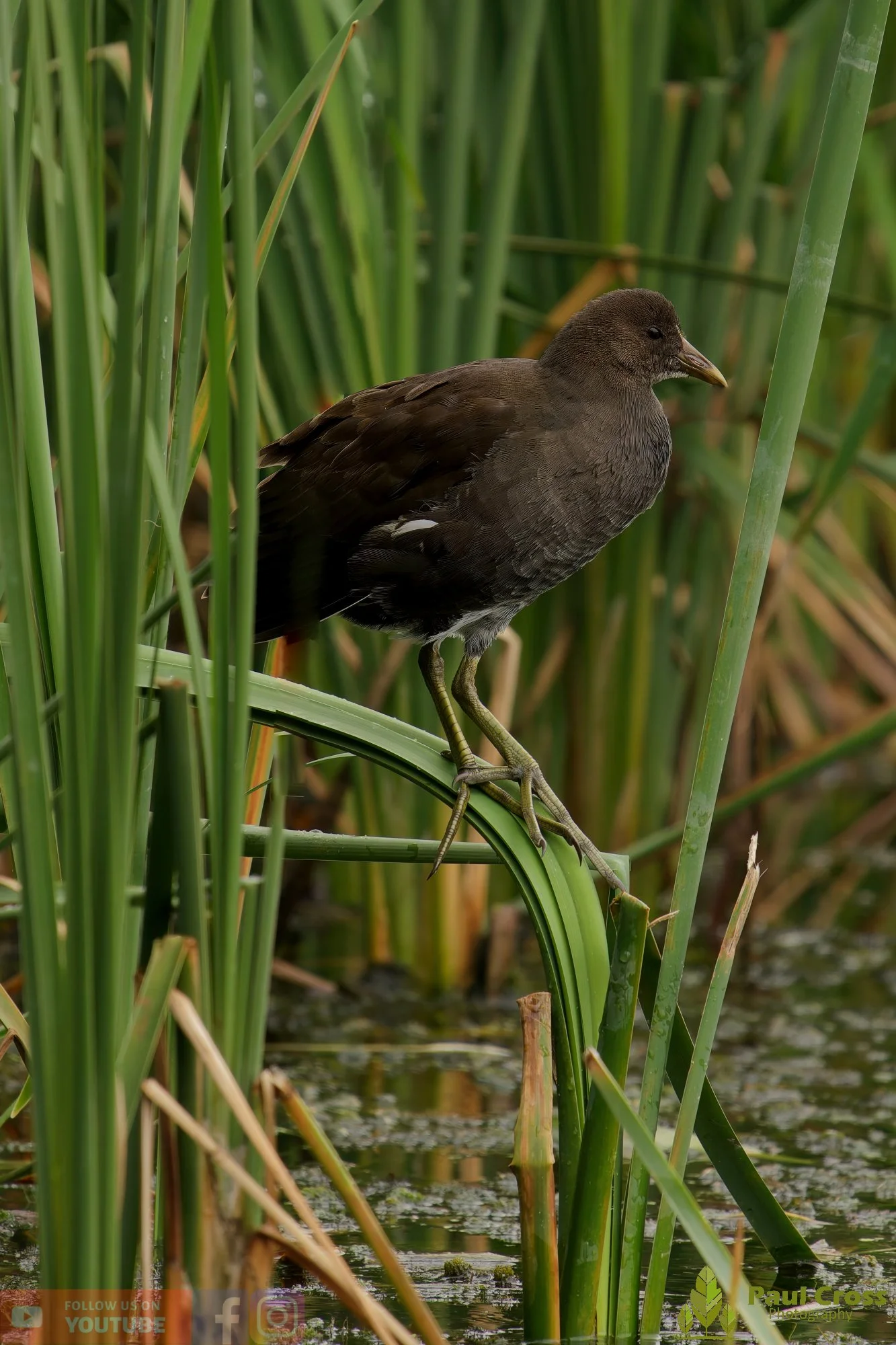 Moorhen-00236.jpg