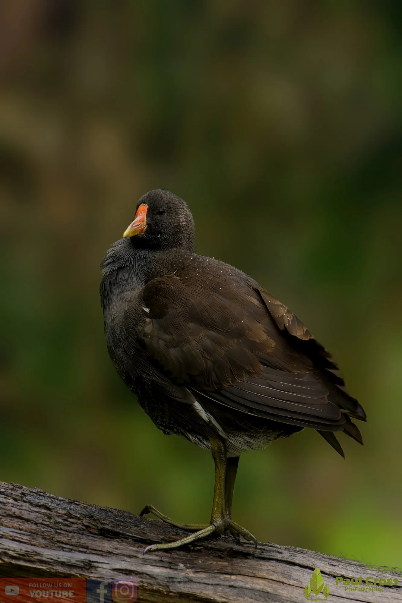 Moorhen-00238.jpg