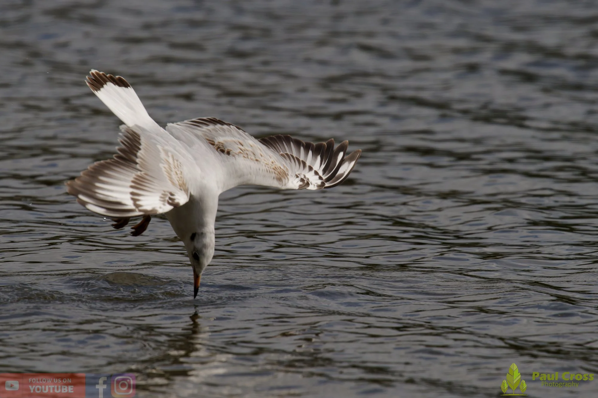 Black-Headed Gull-00601.jpg