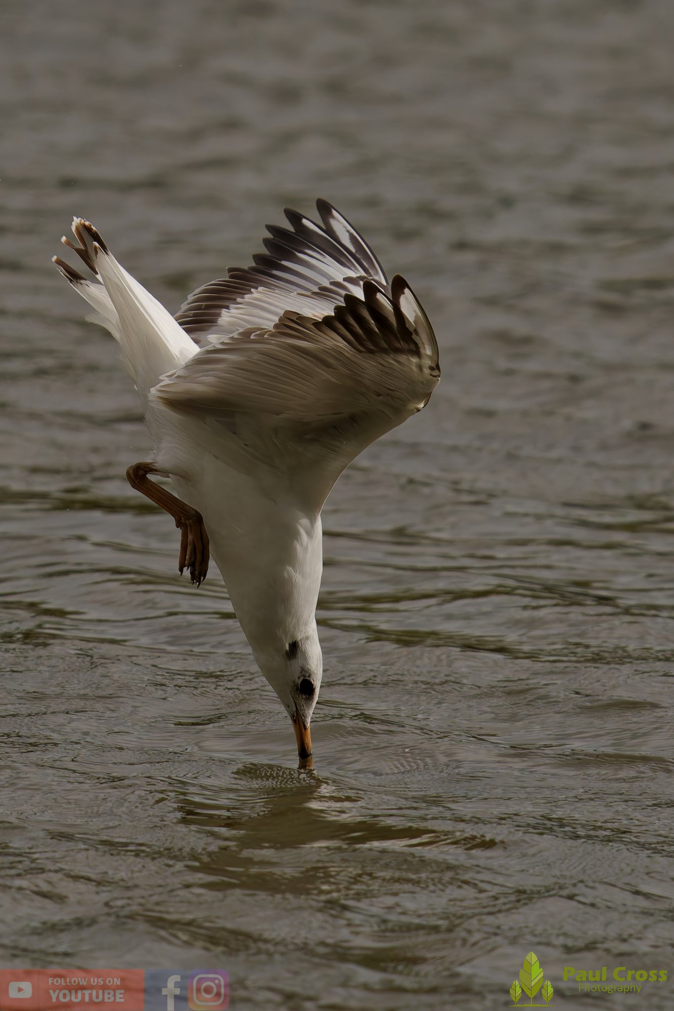 Black-Headed Gull-00600.jpg