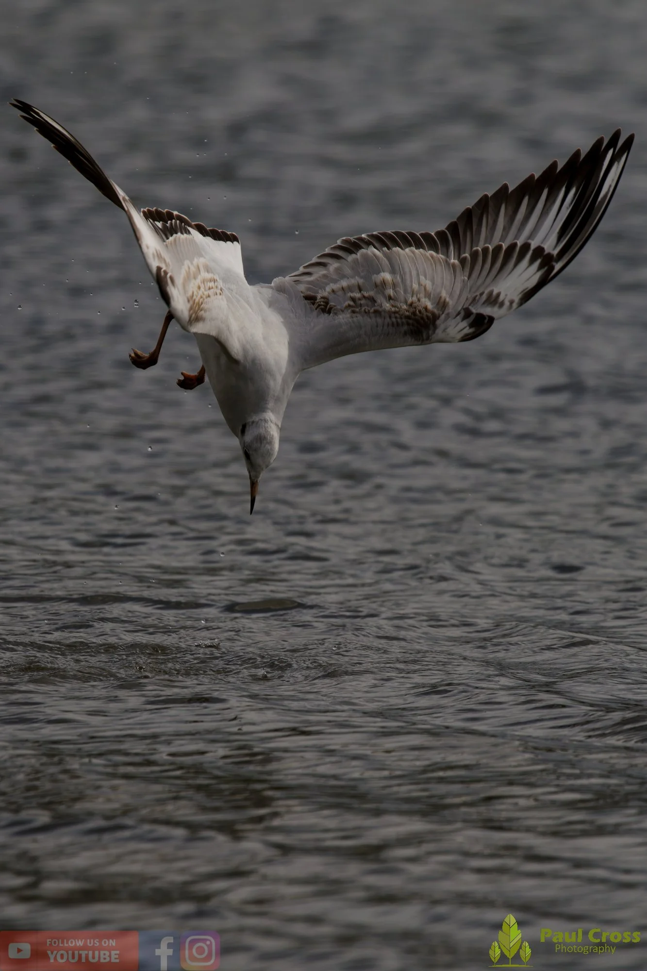 Black-Headed Gull-00602.jpg