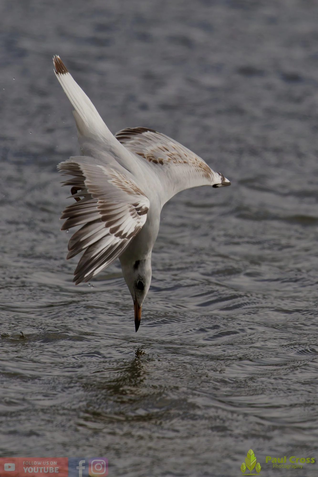 Black-Headed Gull-00604.jpg