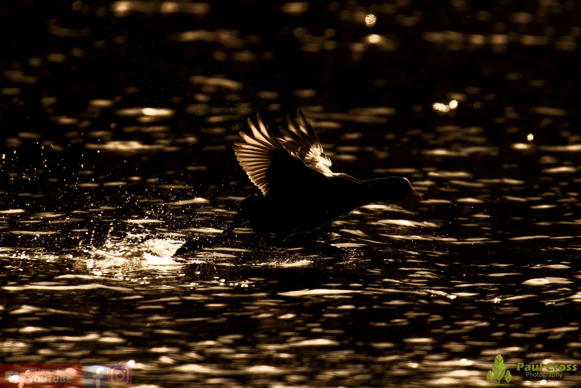 Coot-00551.jpg