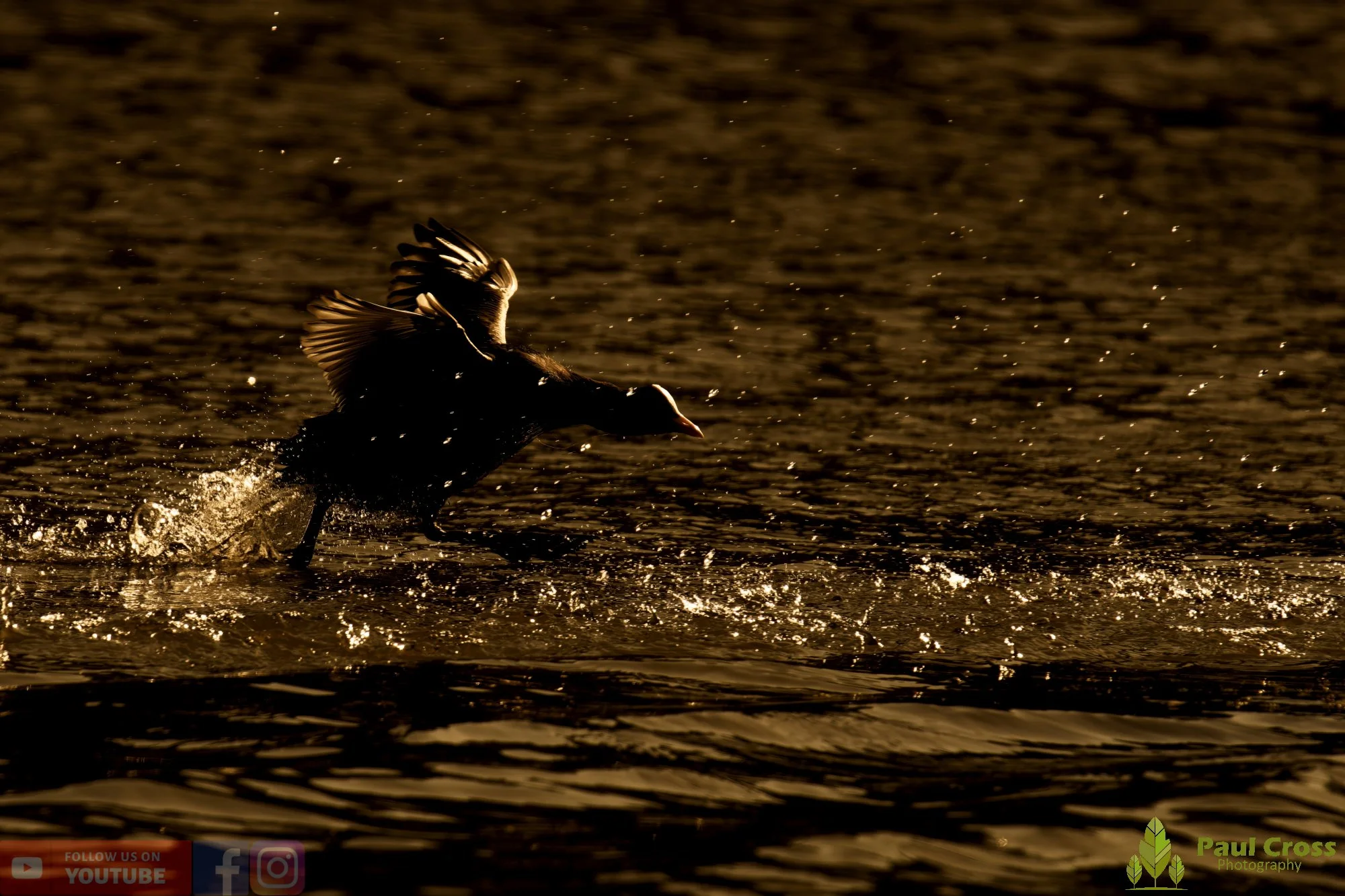 Coot-00554.jpg