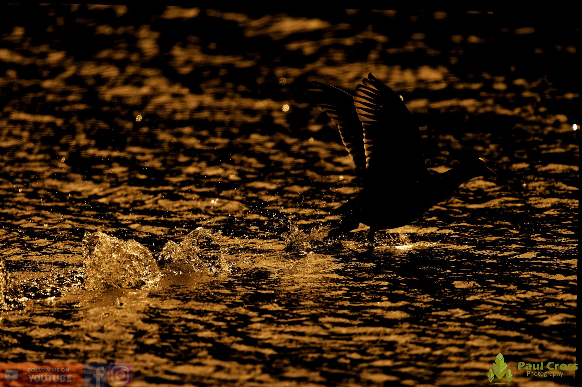 Coot-00560.jpg