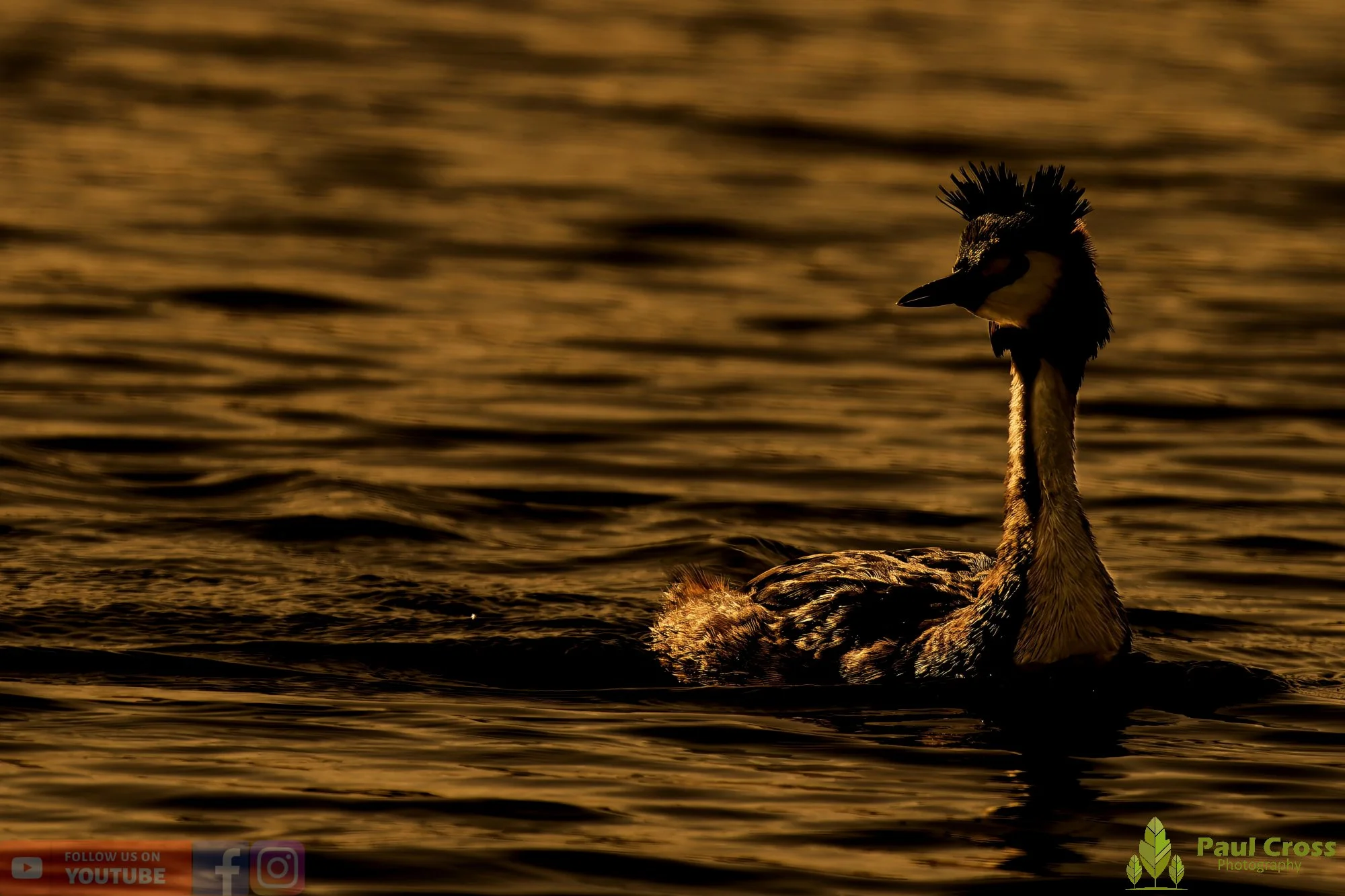 Great Crested Grebe-00982.jpg