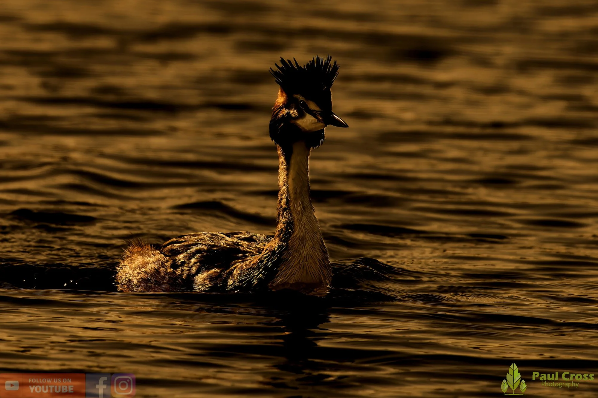 Great Crested Grebe-00983.jpg