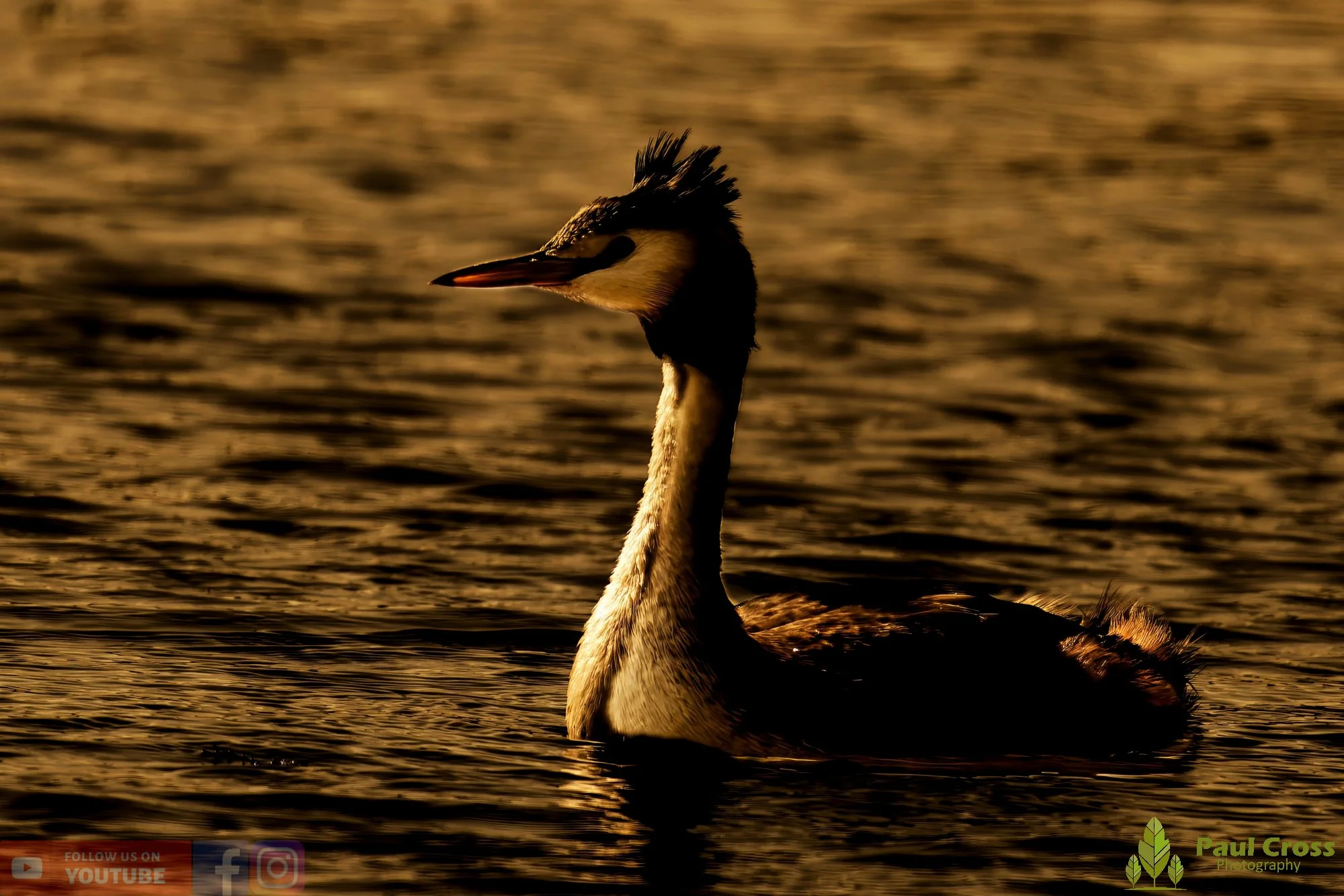 Great Crested Grebe-00986.jpg