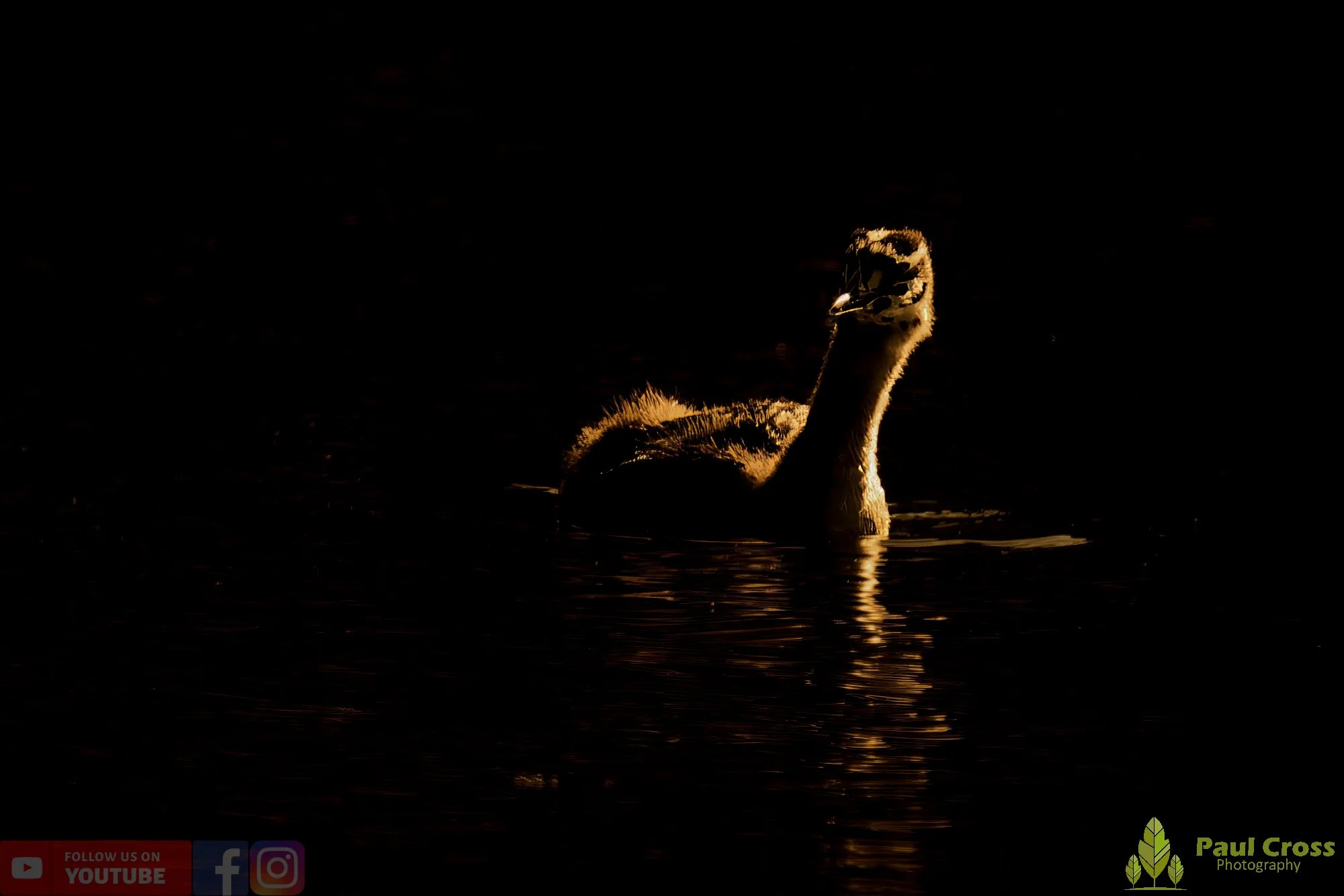 Great Crested Grebe-00988.jpg