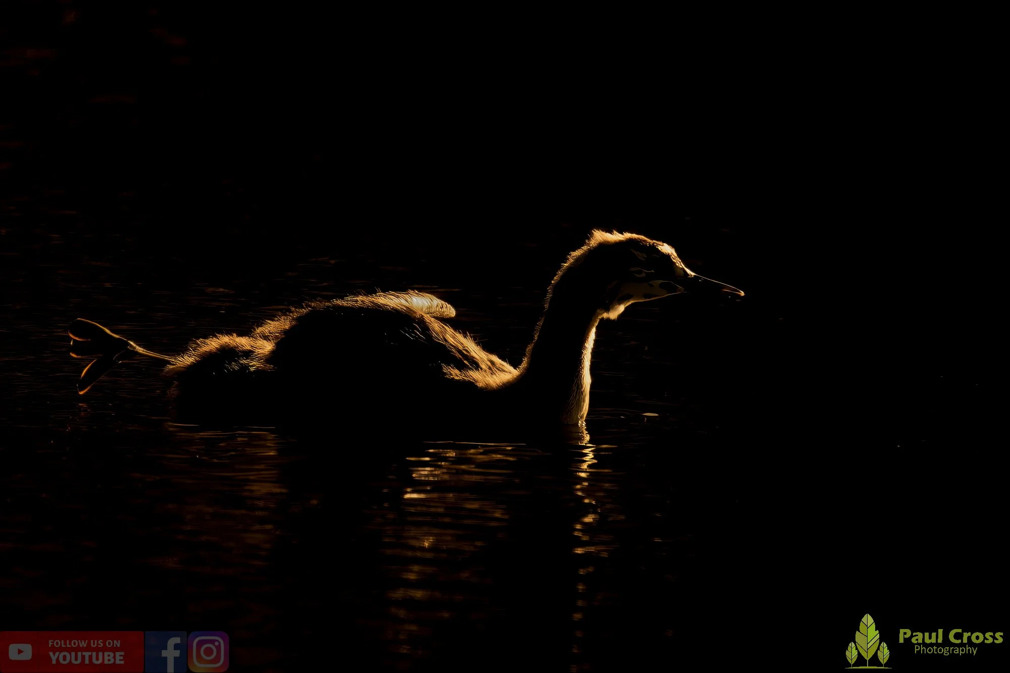 Great Crested Grebe-00989.jpg