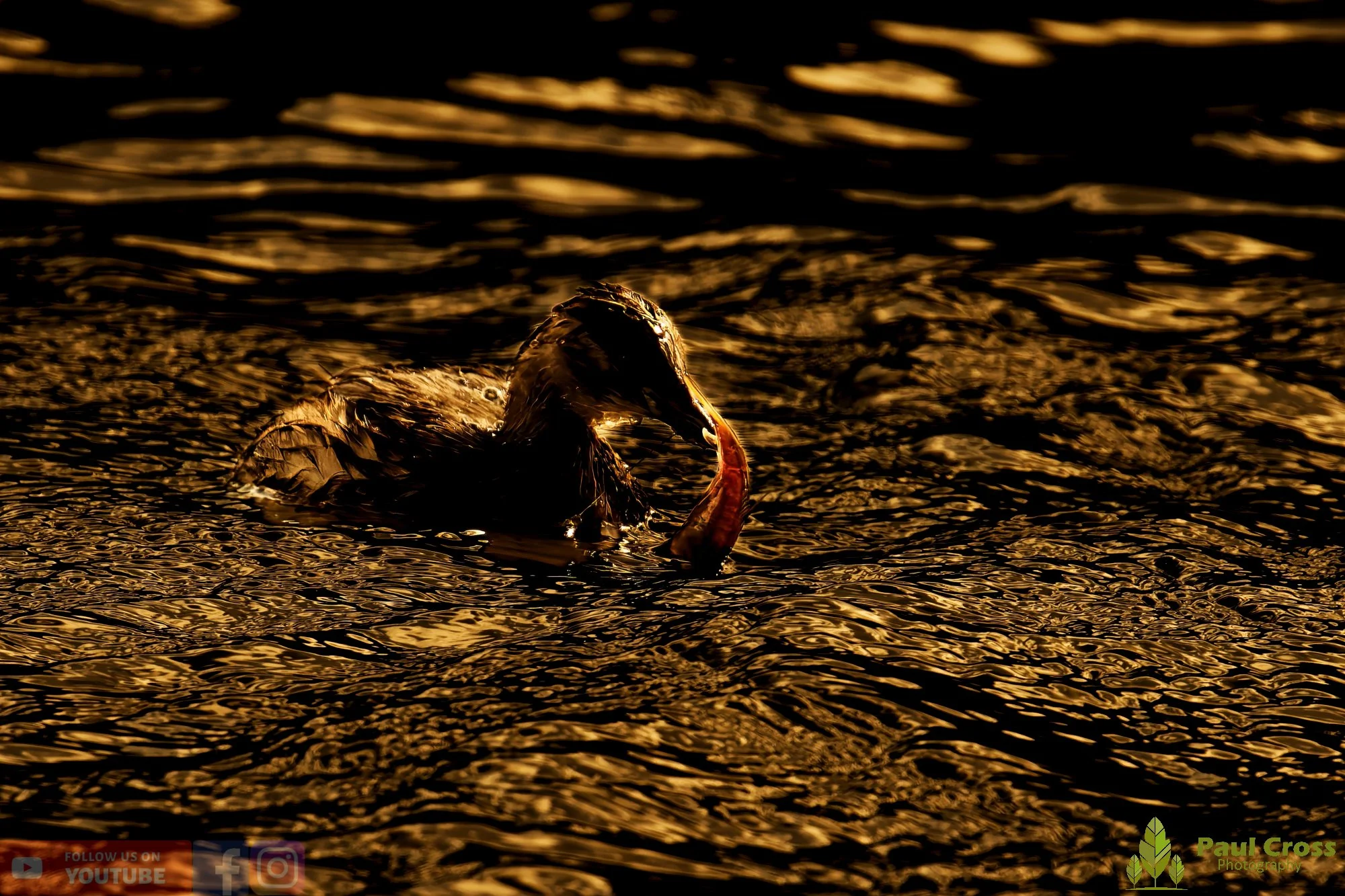 Little Grebe-00334.jpg