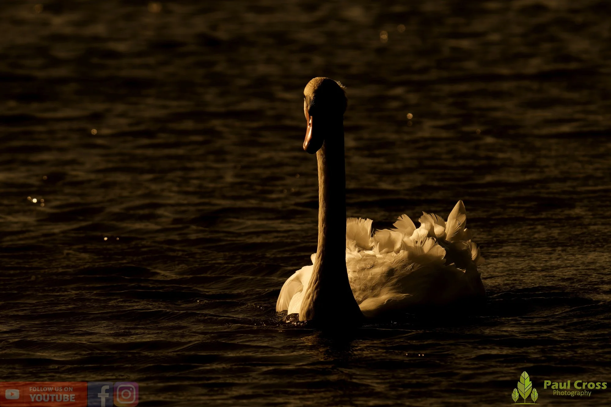 Mute Swan-00253.jpg