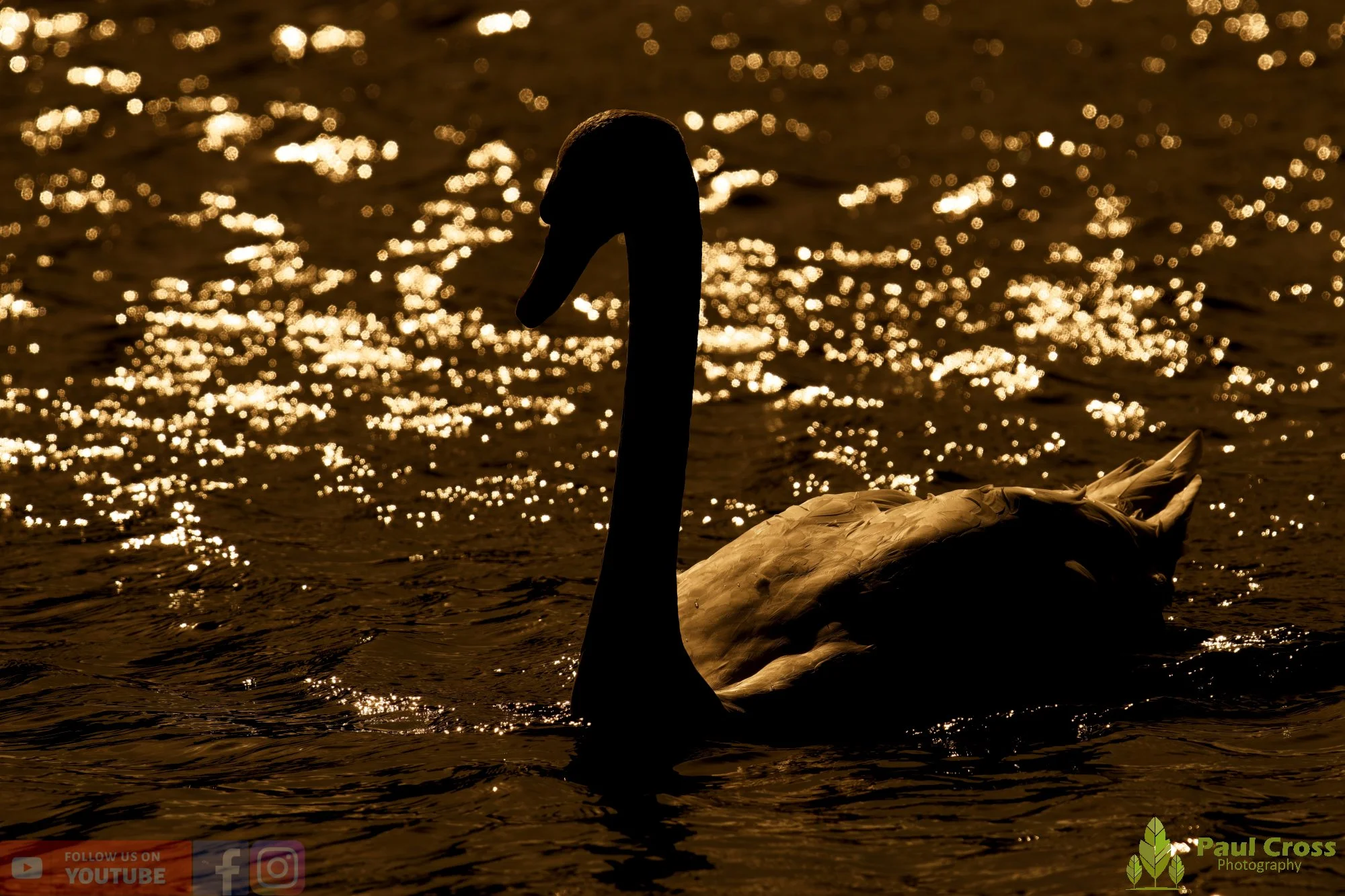 Mute Swan-00254.jpg