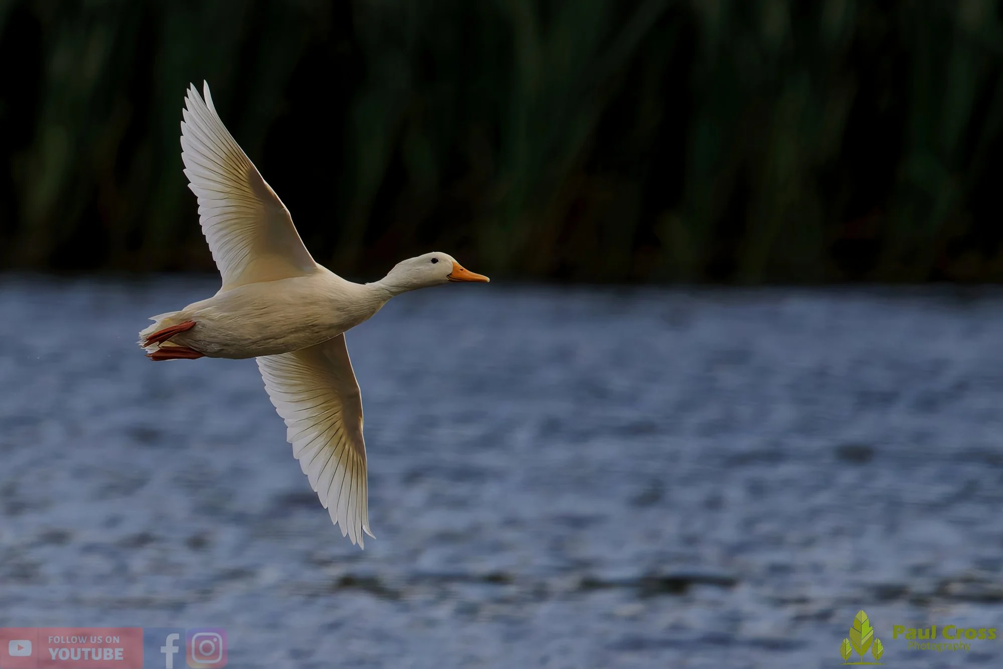 Aylesbury Duck-00029.jpg