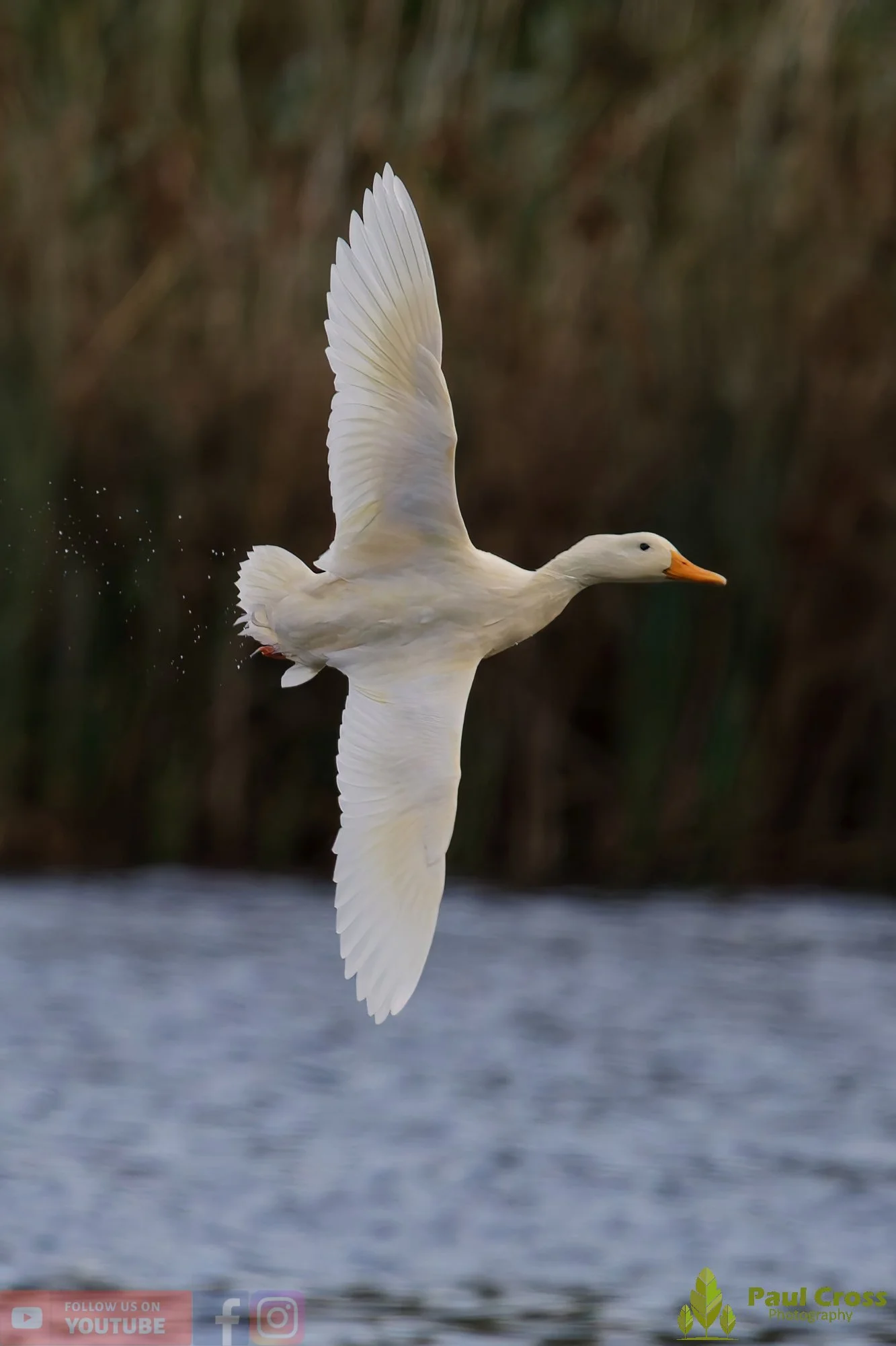 Aylesbury Duck-00030.jpg