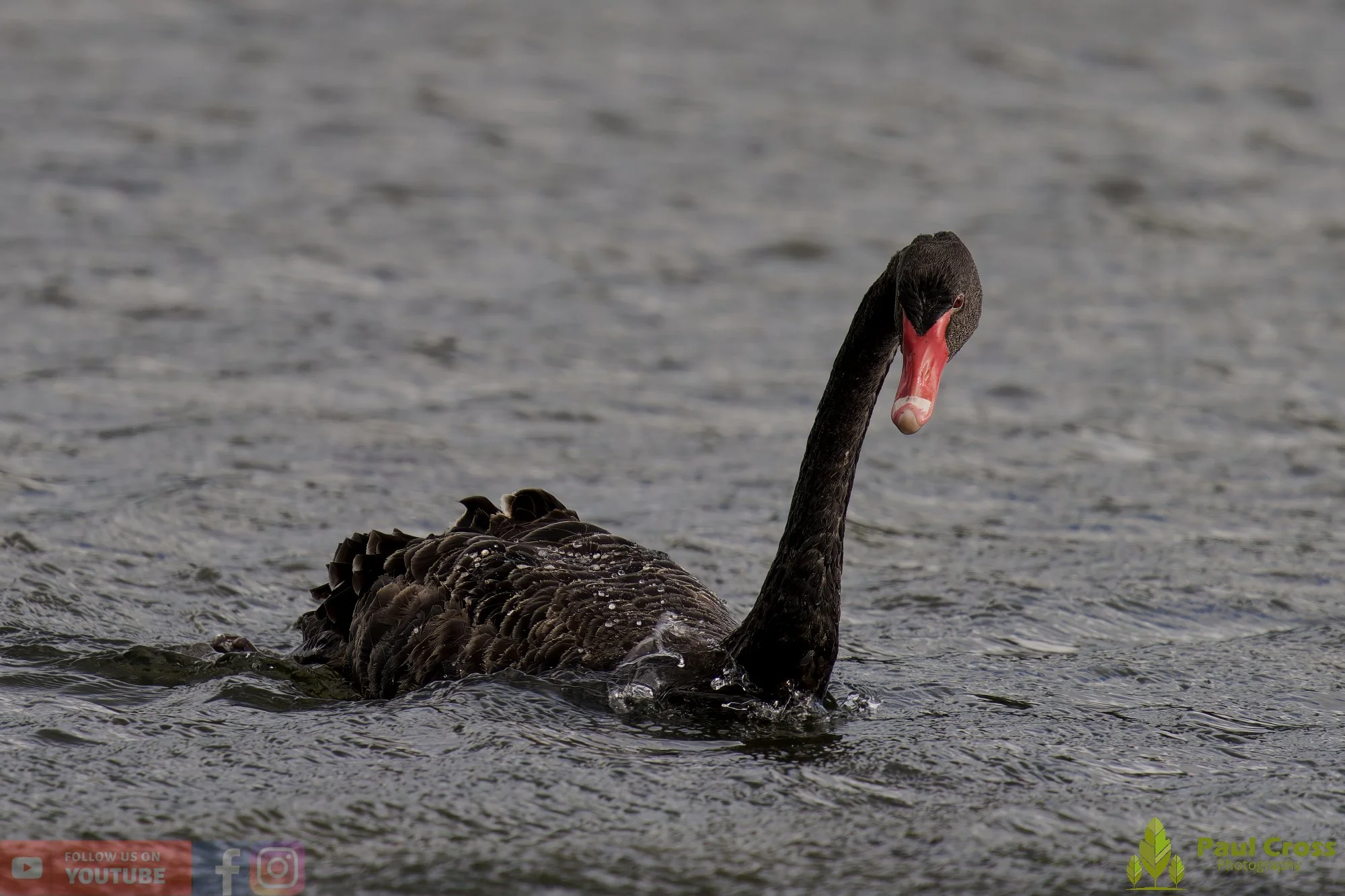 Black Swan-00020.jpg