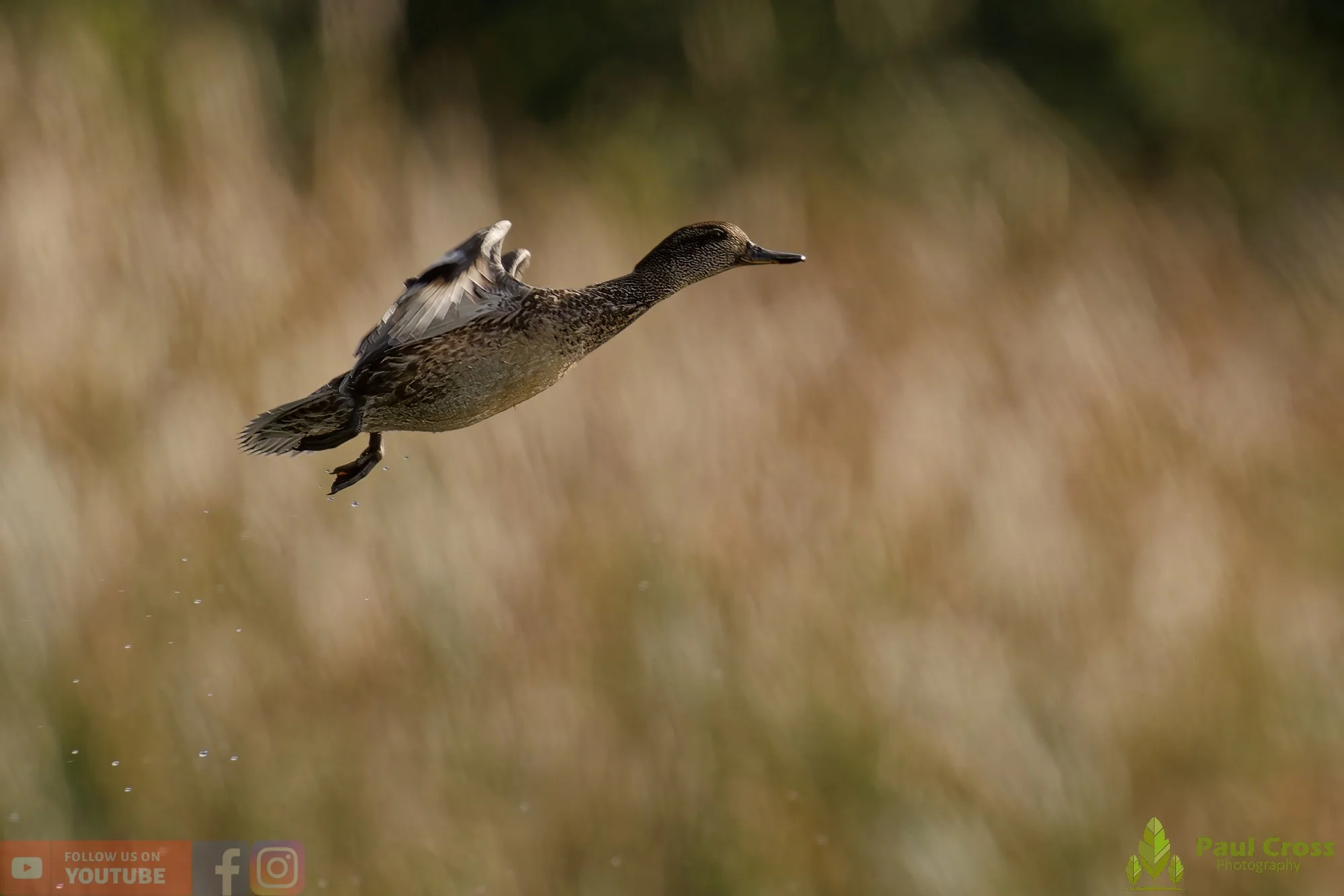 Common Teal-00026.jpg