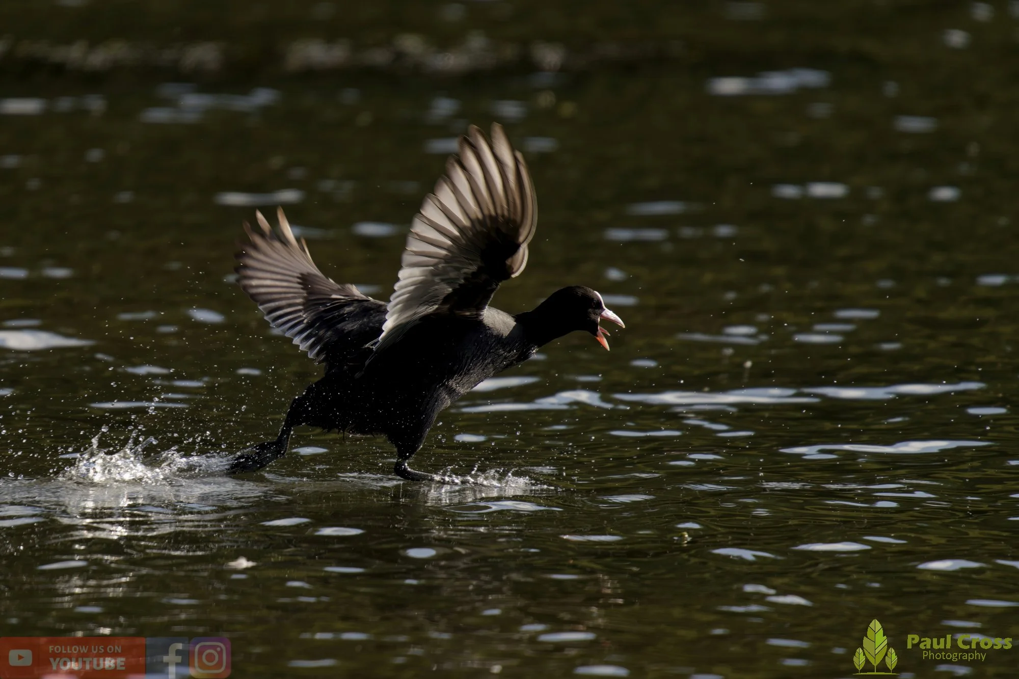 Coot-00558.jpg