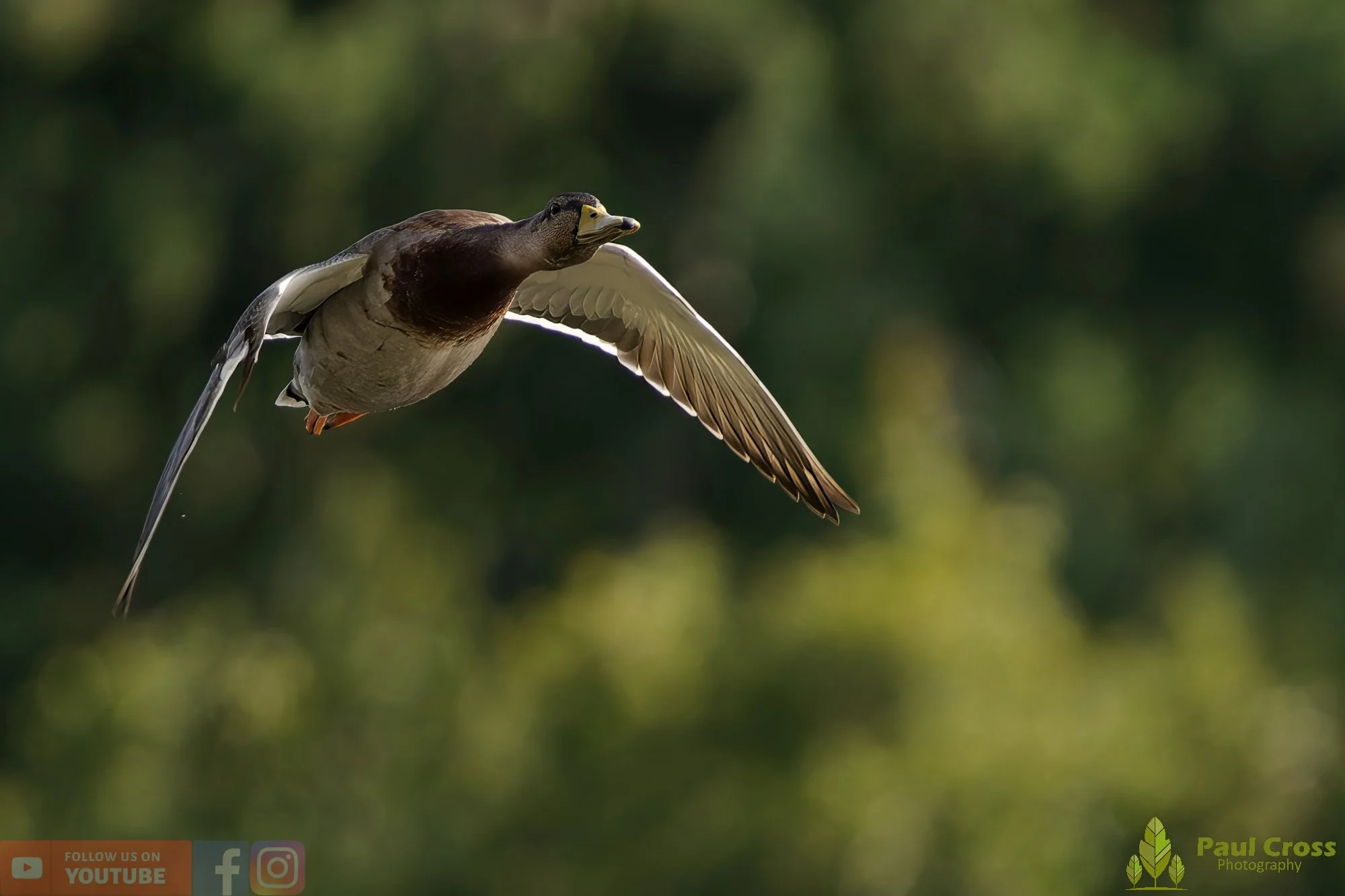 Mallard Duck-01108.jpg