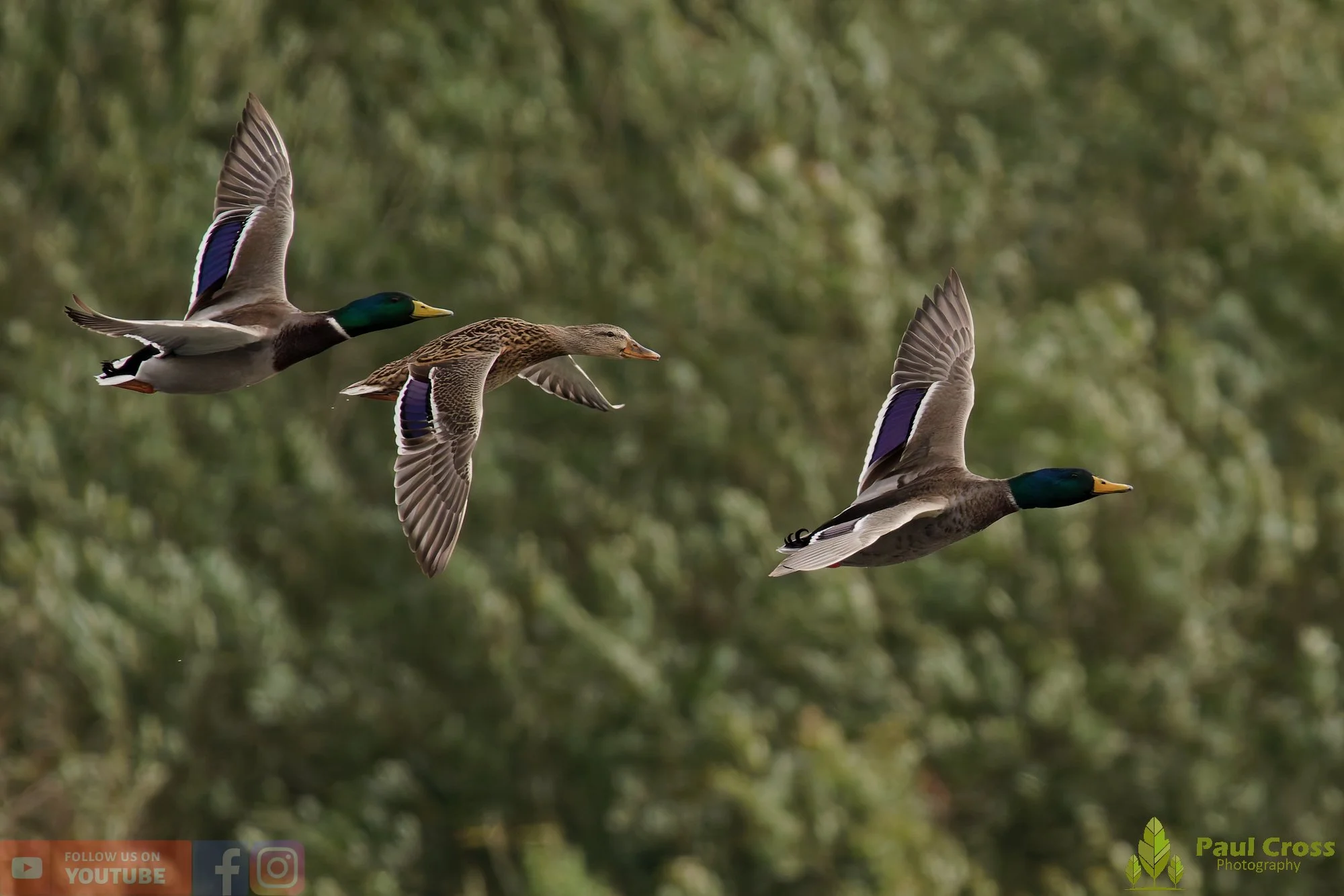 Mallard Duck-01109.jpg