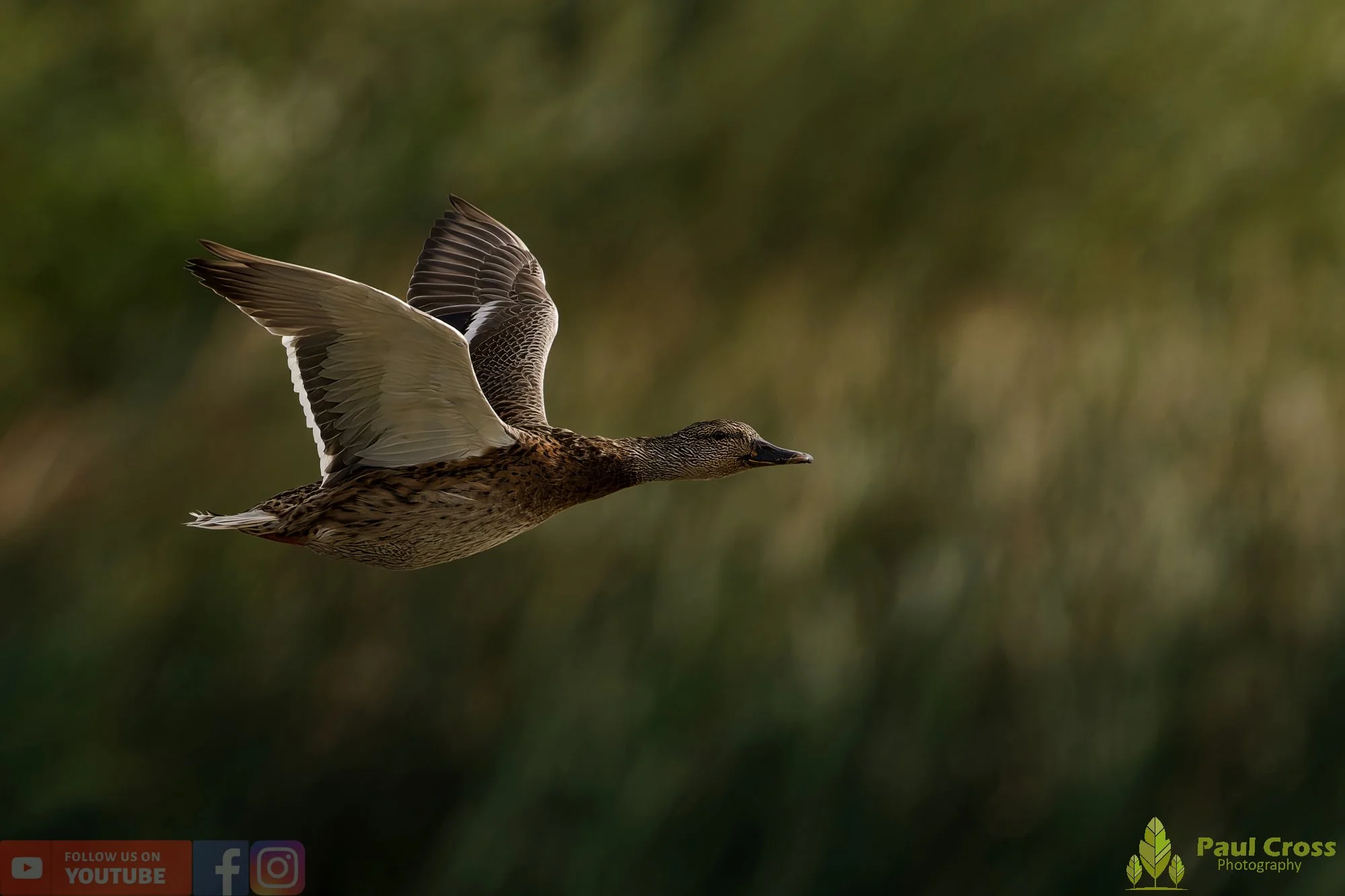 Mallard Duck-01110.jpg