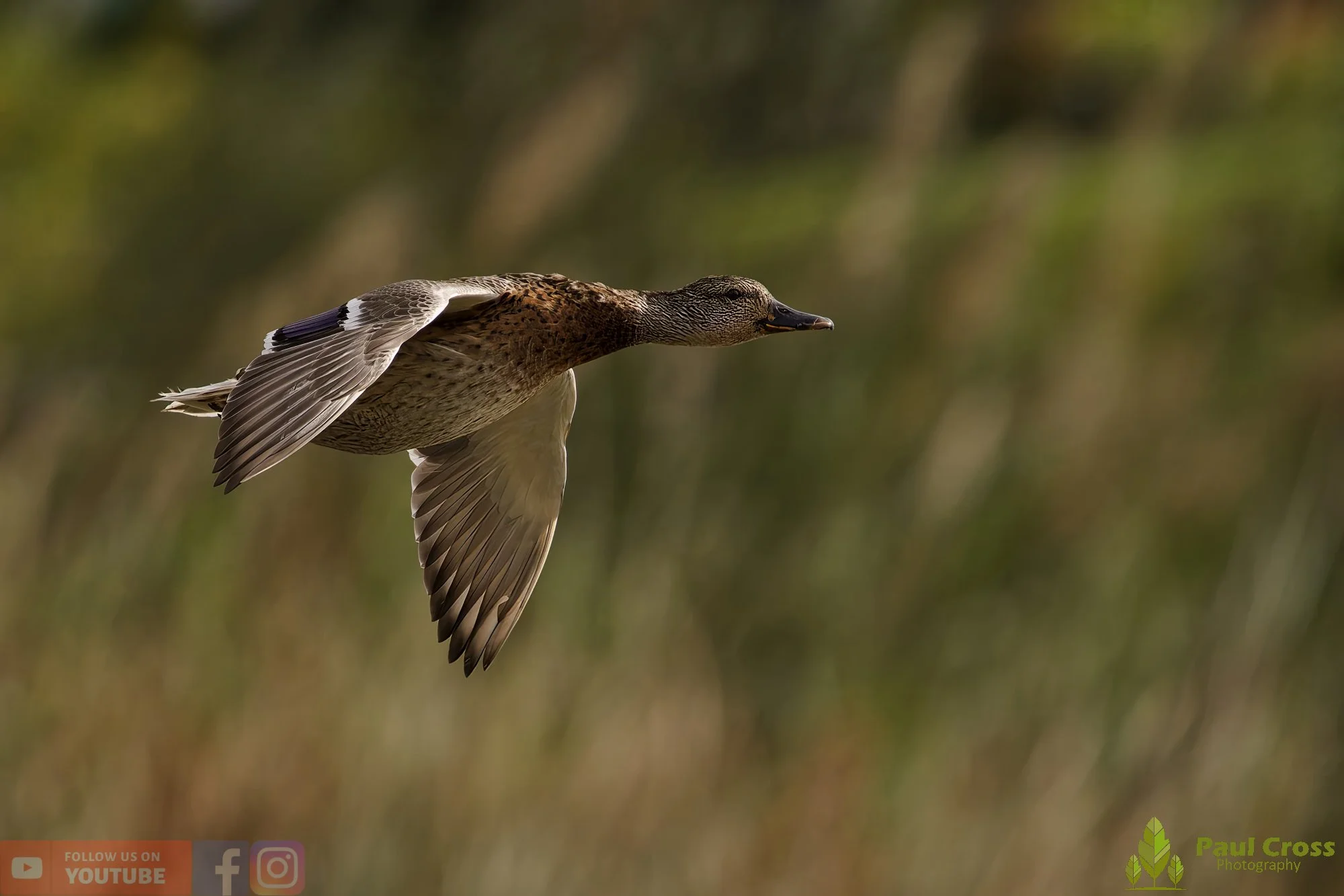 Mallard Duck-01111.jpg