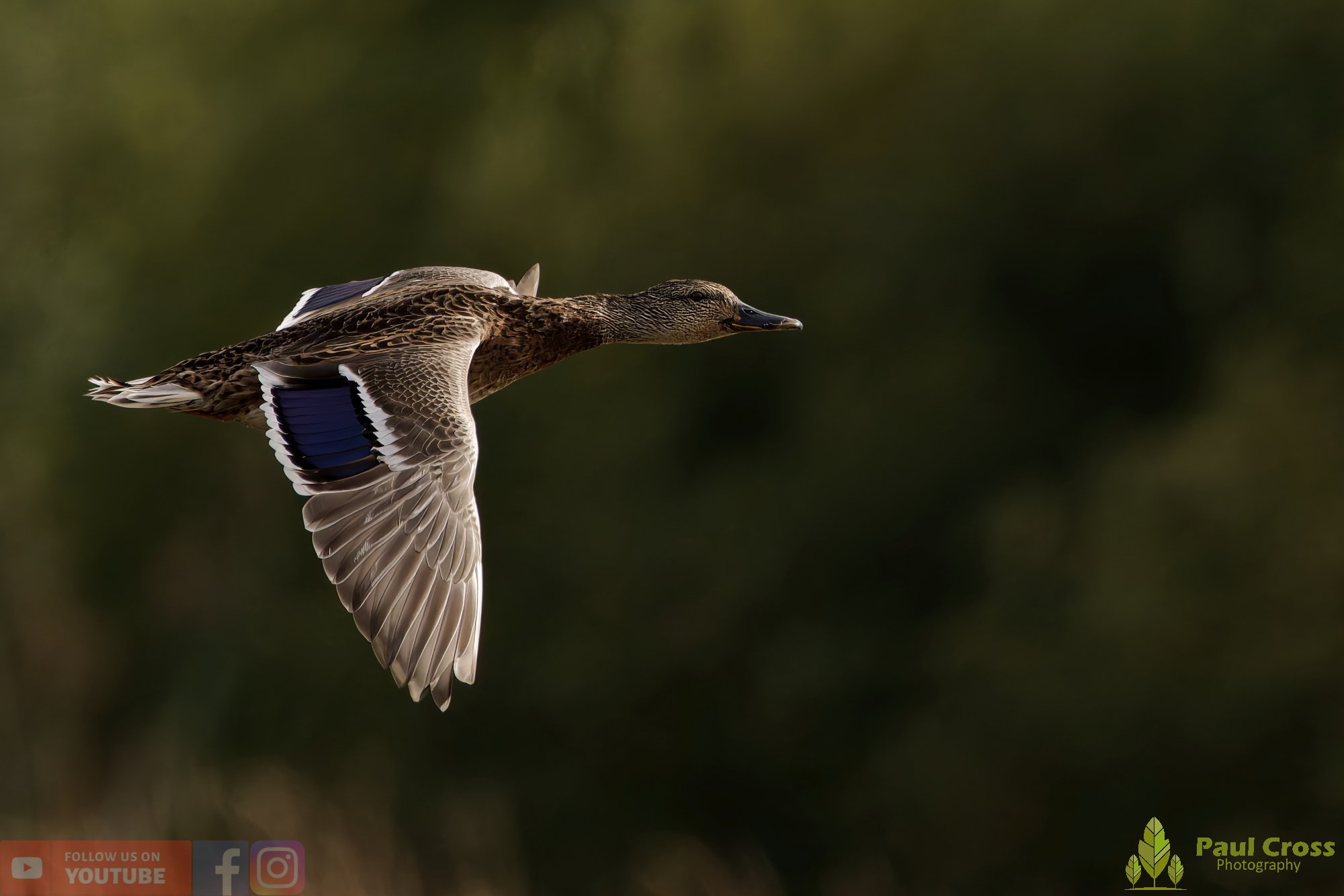 Mallard Duck-01113.jpg