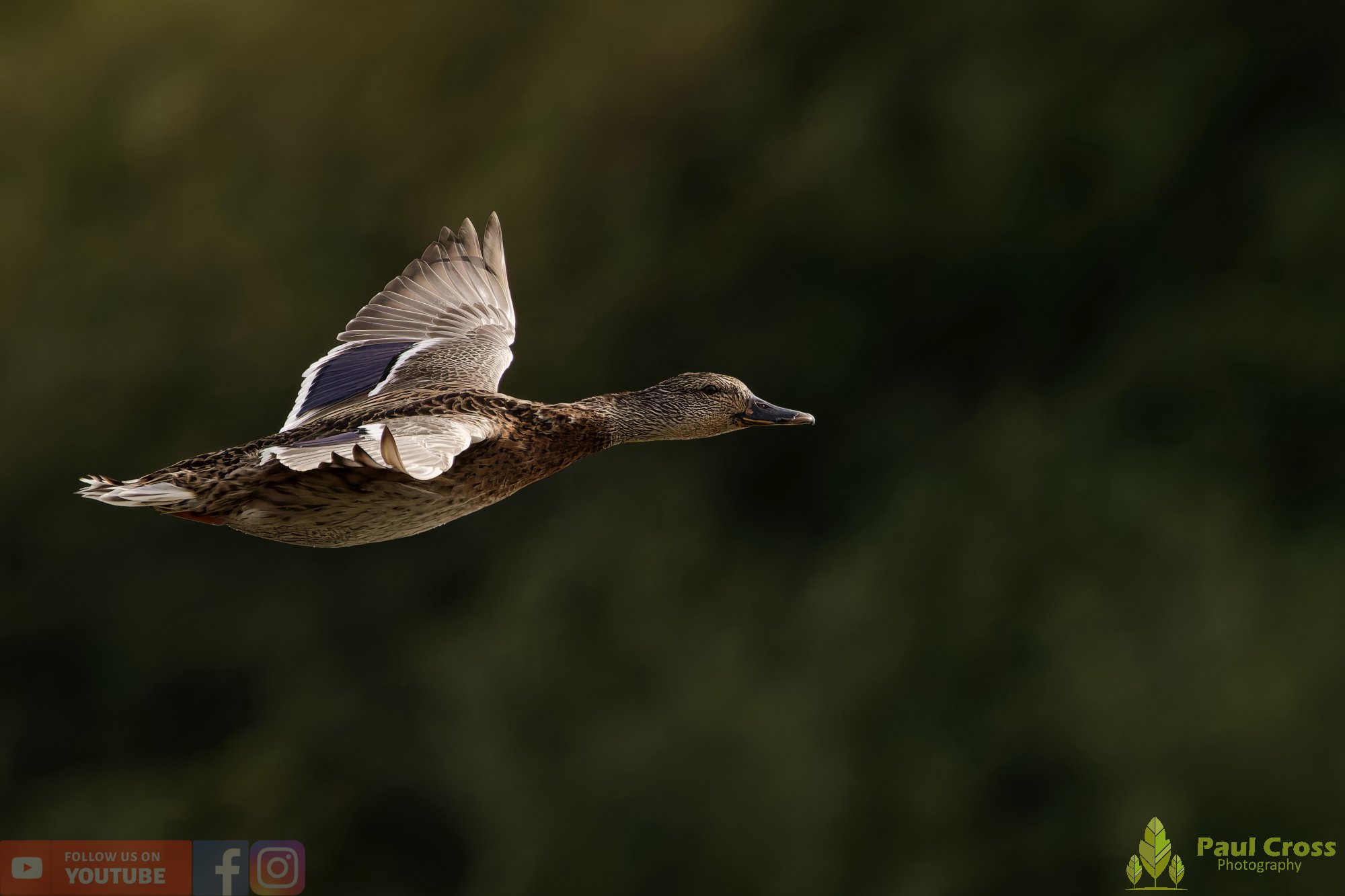 Mallard Duck-01114.jpg