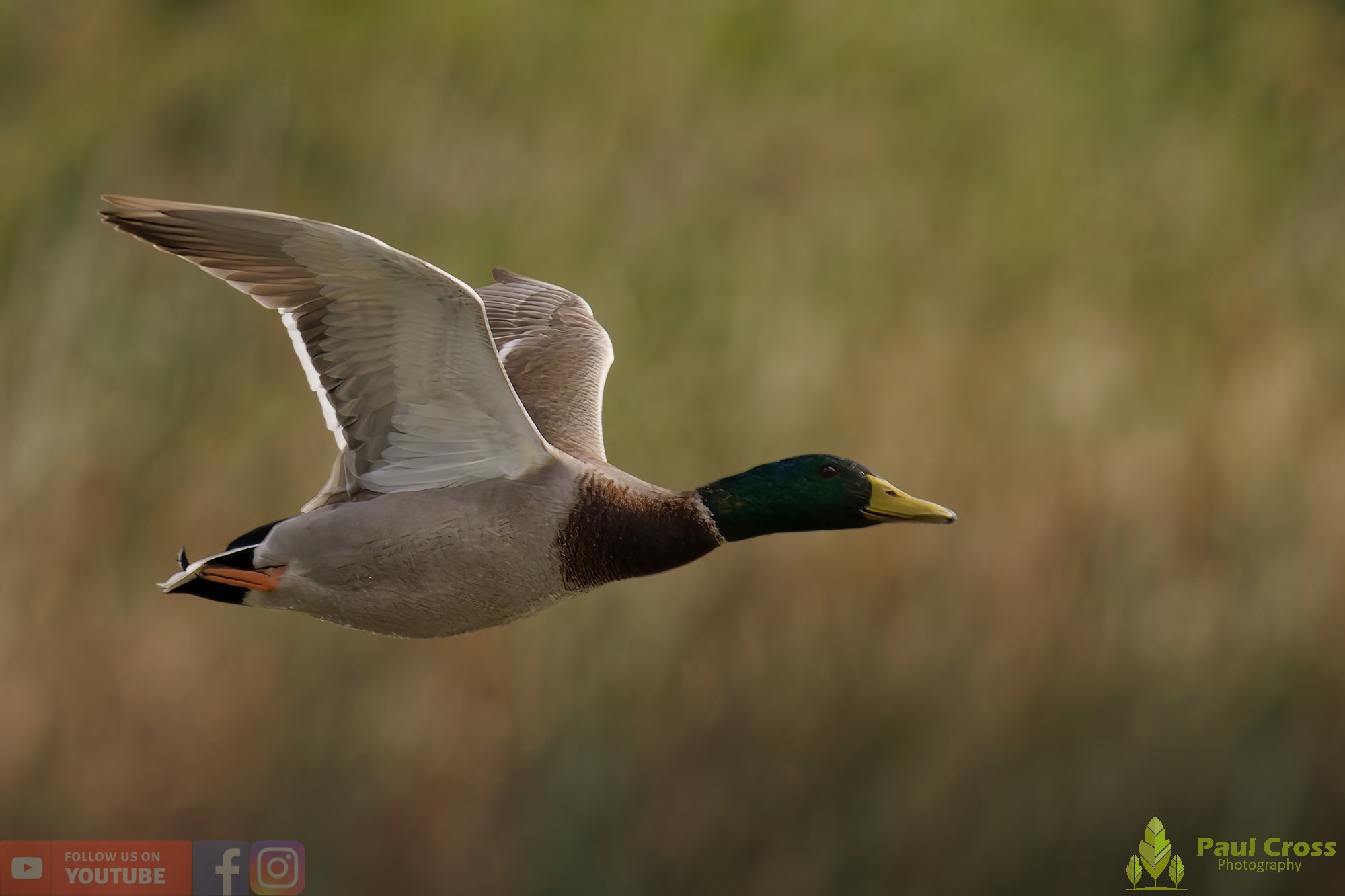 Mallard Duck-01116.jpg
