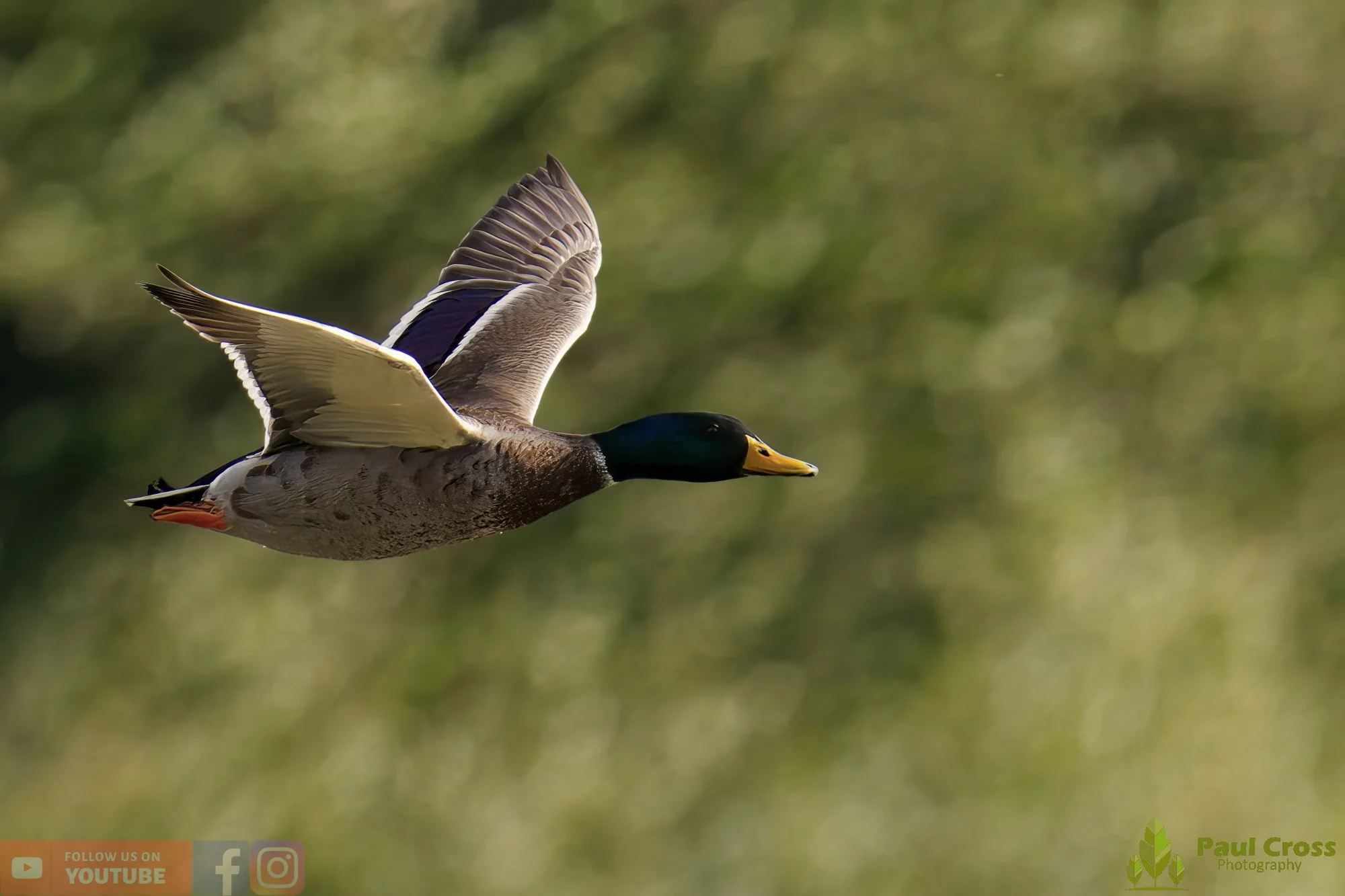 Mallard Duck-01117.jpg