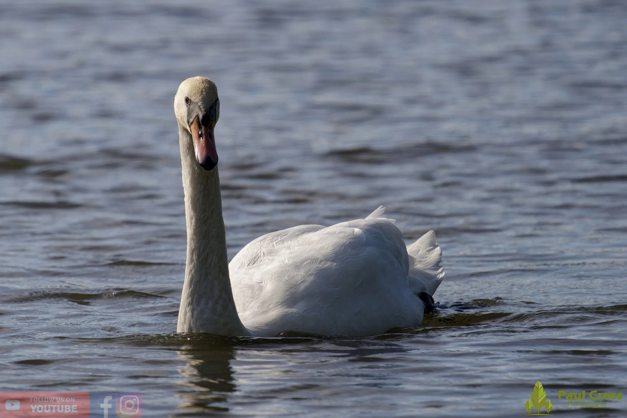 Mute Swan-00252.jpg