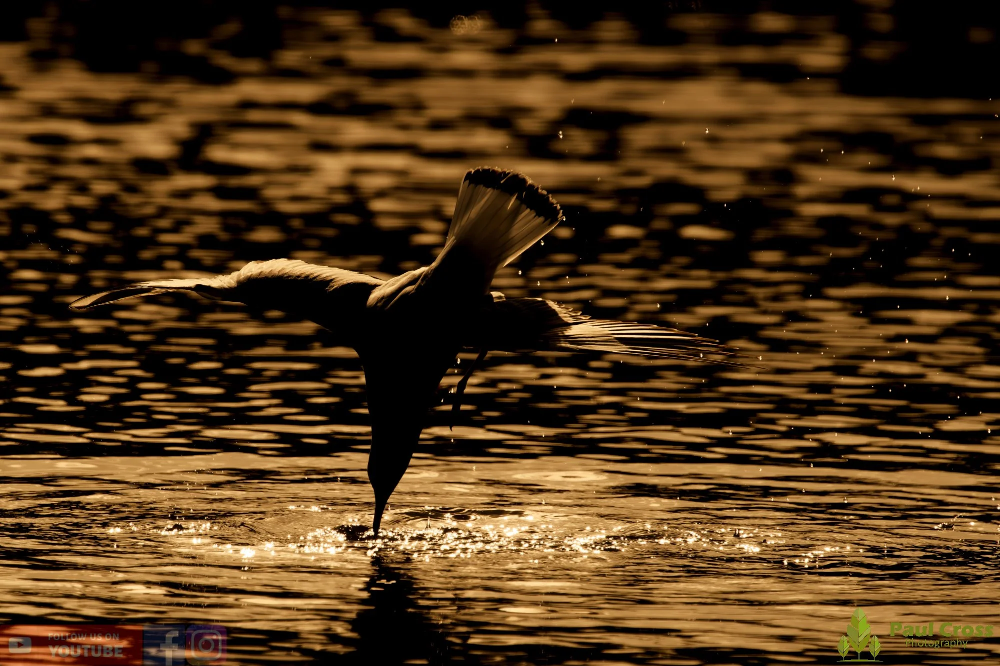 Black-Headed Gull-00607.jpg